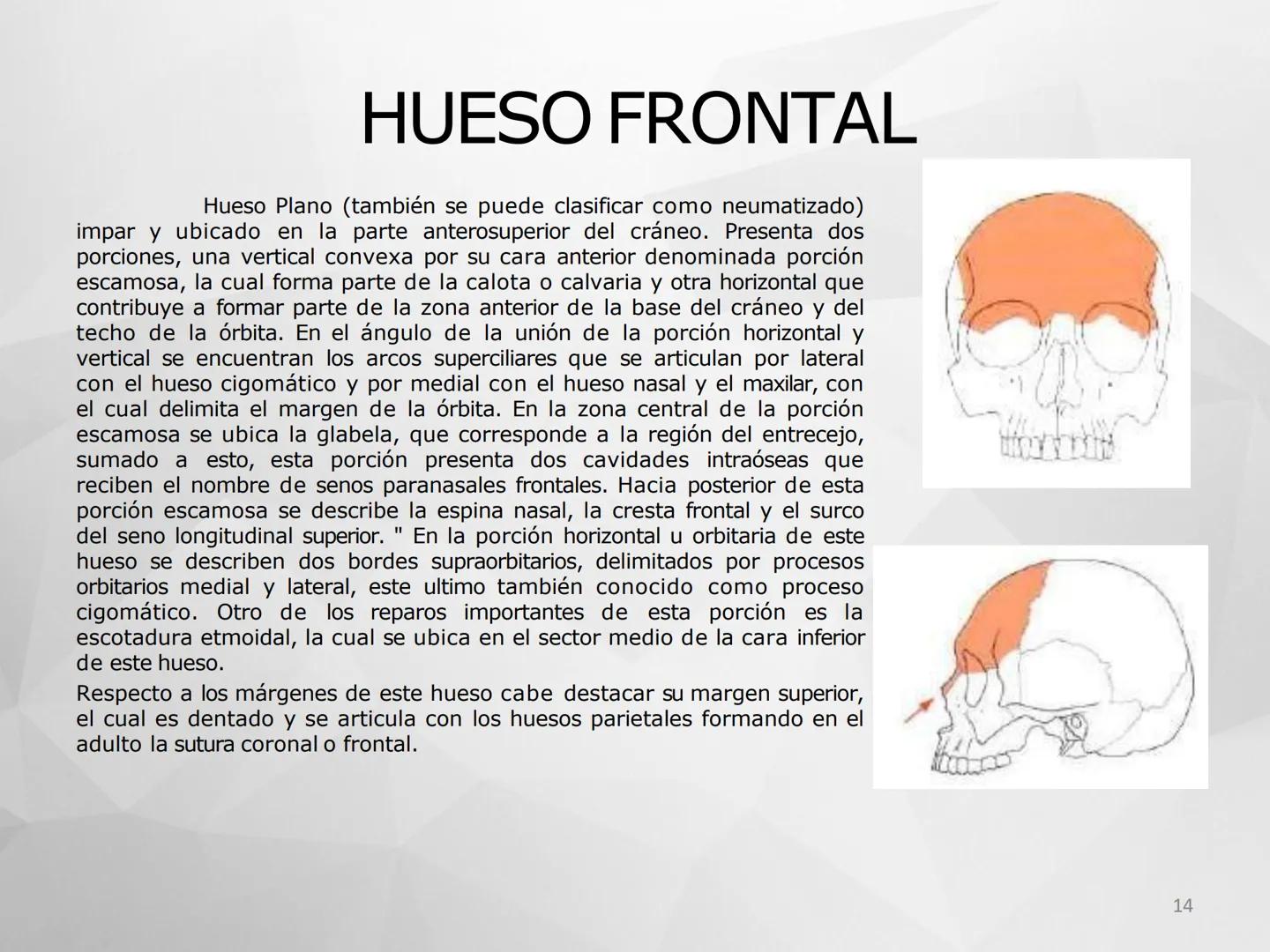 ## GUIA
## OSTEOLOGIA
## ESQUELETO
## AXIAL
## ANATOMIA CLINICA I
## KNE171101
2025
Académico: Klgo. Luis Ureta Gutiérrez
luis.ureta@uda.