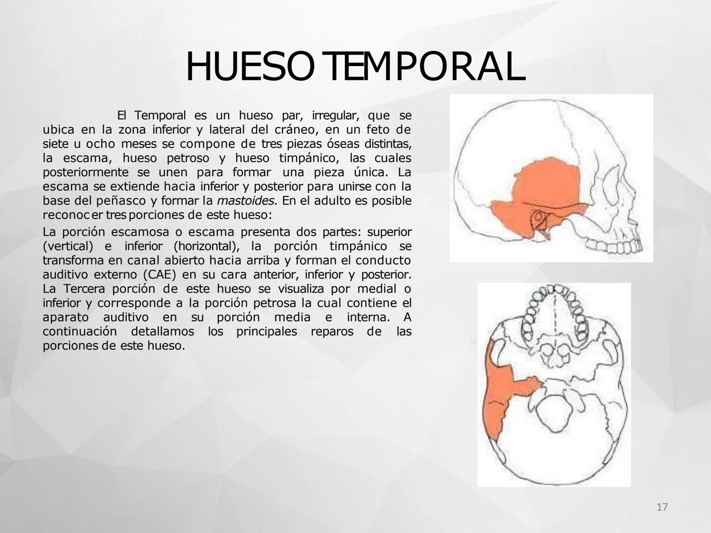 ## GUIA
## OSTEOLOGIA
## ESQUELETO
## AXIAL
## ANATOMIA CLINICA I
## KNE171101
2025
Académico: Klgo. Luis Ureta Gutiérrez
luis.ureta@uda.