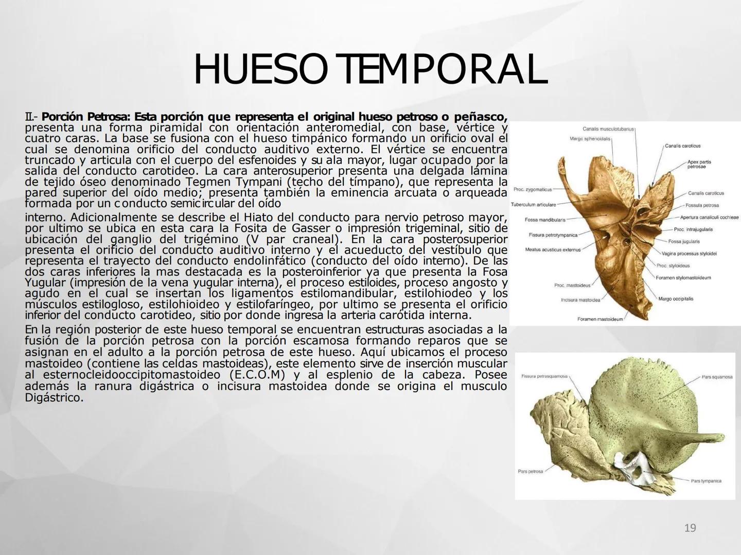 ## GUIA
## OSTEOLOGIA
## ESQUELETO
## AXIAL
## ANATOMIA CLINICA I
## KNE171101
2025
Académico: Klgo. Luis Ureta Gutiérrez
luis.ureta@uda.
