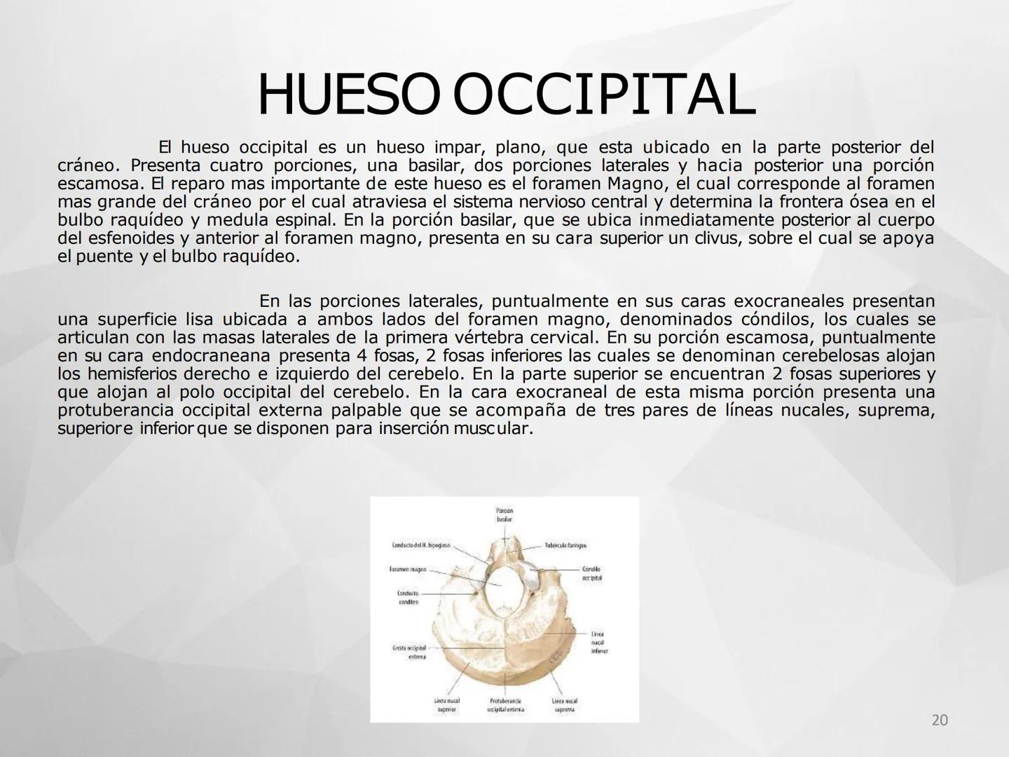 ## GUIA
## OSTEOLOGIA
## ESQUELETO
## AXIAL
## ANATOMIA CLINICA I
## KNE171101
2025
Académico: Klgo. Luis Ureta Gutiérrez
luis.ureta@uda.