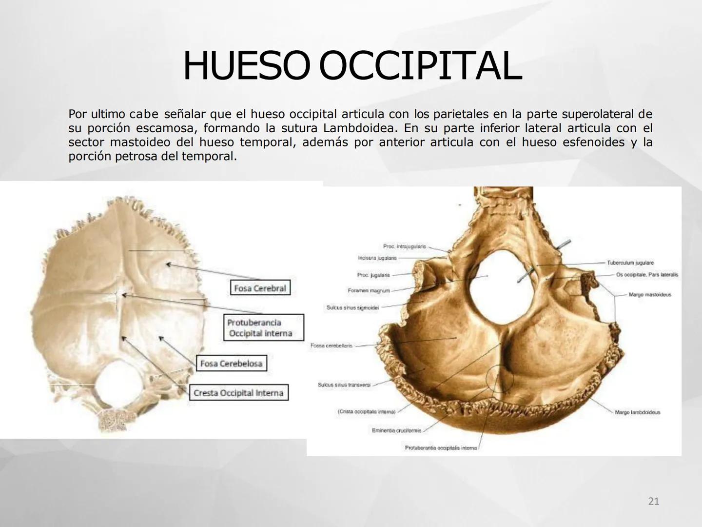 ## GUIA
## OSTEOLOGIA
## ESQUELETO
## AXIAL
## ANATOMIA CLINICA I
## KNE171101
2025
Académico: Klgo. Luis Ureta Gutiérrez
luis.ureta@uda.