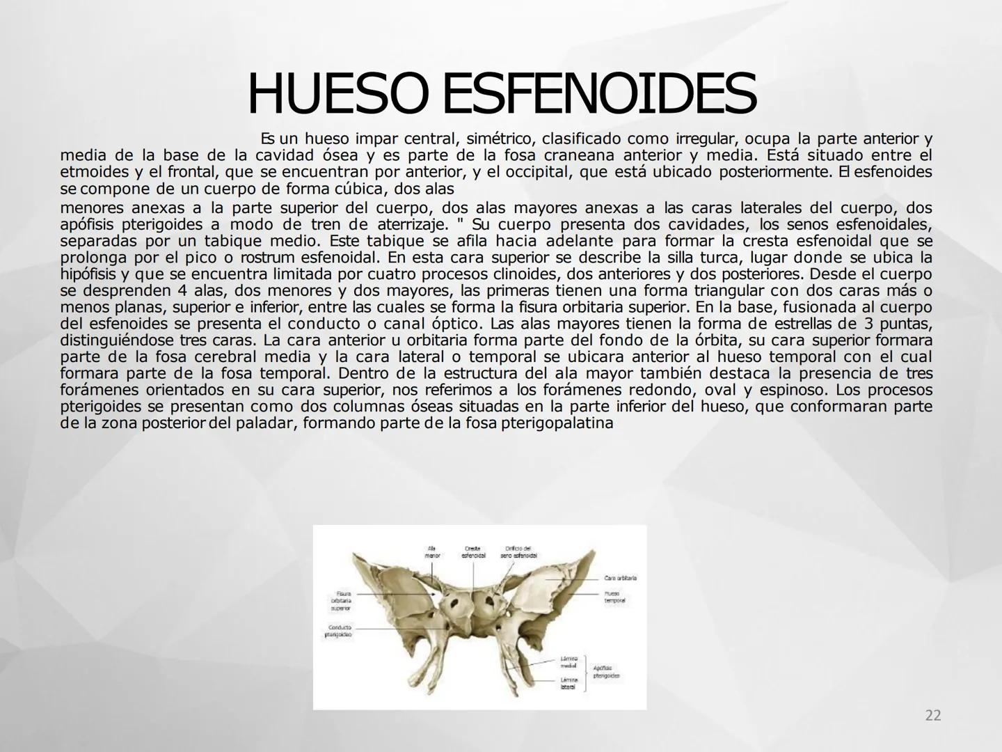 ## GUIA
## OSTEOLOGIA
## ESQUELETO
## AXIAL
## ANATOMIA CLINICA I
## KNE171101
2025
Académico: Klgo. Luis Ureta Gutiérrez
luis.ureta@uda.