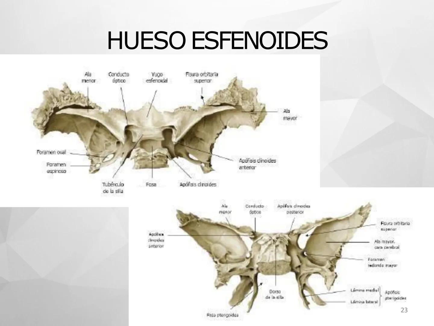 ## GUIA
## OSTEOLOGIA
## ESQUELETO
## AXIAL
## ANATOMIA CLINICA I
## KNE171101
2025
Académico: Klgo. Luis Ureta Gutiérrez
luis.ureta@uda.