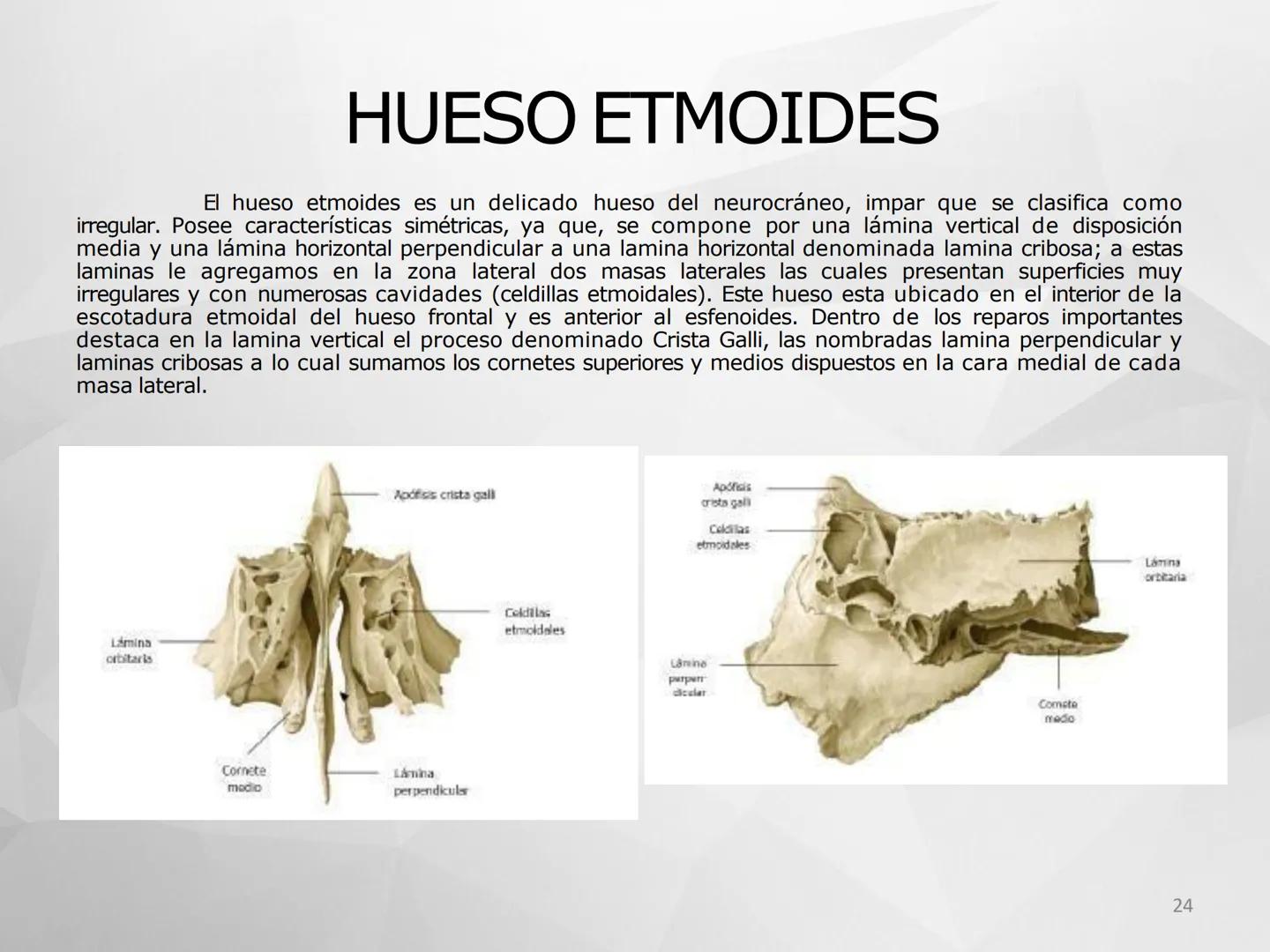 ## GUIA
## OSTEOLOGIA
## ESQUELETO
## AXIAL
## ANATOMIA CLINICA I
## KNE171101
2025
Académico: Klgo. Luis Ureta Gutiérrez
luis.ureta@uda.