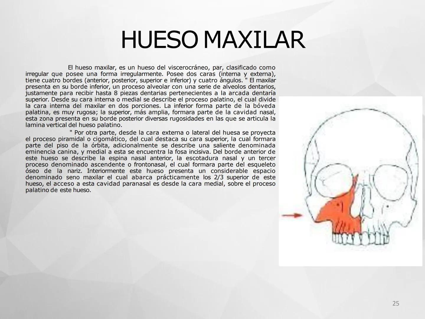 ## GUIA
## OSTEOLOGIA
## ESQUELETO
## AXIAL
## ANATOMIA CLINICA I
## KNE171101
2025
Académico: Klgo. Luis Ureta Gutiérrez
luis.ureta@uda.