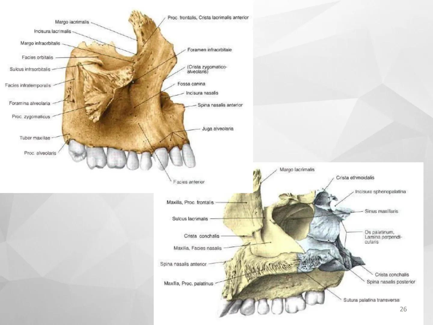 ## GUIA
## OSTEOLOGIA
## ESQUELETO
## AXIAL
## ANATOMIA CLINICA I
## KNE171101
2025
Académico: Klgo. Luis Ureta Gutiérrez
luis.ureta@uda.
