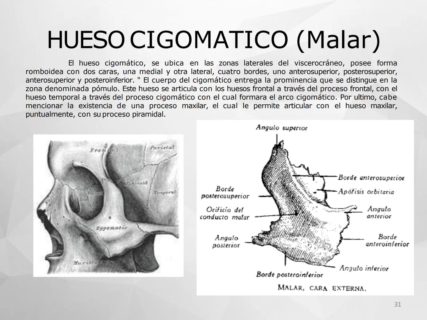 ## GUIA
## OSTEOLOGIA
## ESQUELETO
## AXIAL
## ANATOMIA CLINICA I
## KNE171101
2025
Académico: Klgo. Luis Ureta Gutiérrez
luis.ureta@uda.