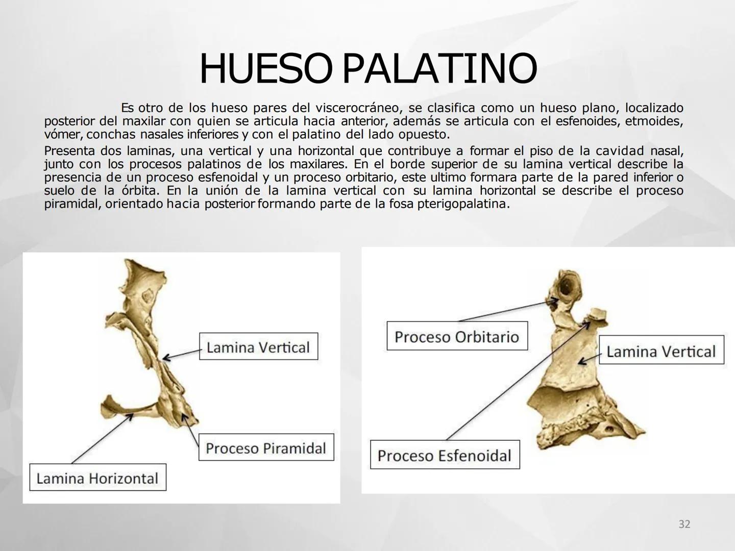 ## GUIA
## OSTEOLOGIA
## ESQUELETO
## AXIAL
## ANATOMIA CLINICA I
## KNE171101
2025
Académico: Klgo. Luis Ureta Gutiérrez
luis.ureta@uda.