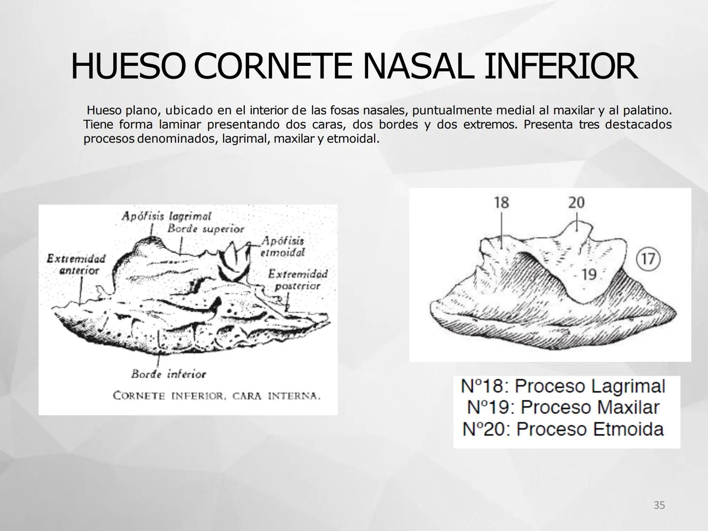 ## GUIA
## OSTEOLOGIA
## ESQUELETO
## AXIAL
## ANATOMIA CLINICA I
## KNE171101
2025
Académico: Klgo. Luis Ureta Gutiérrez
luis.ureta@uda.