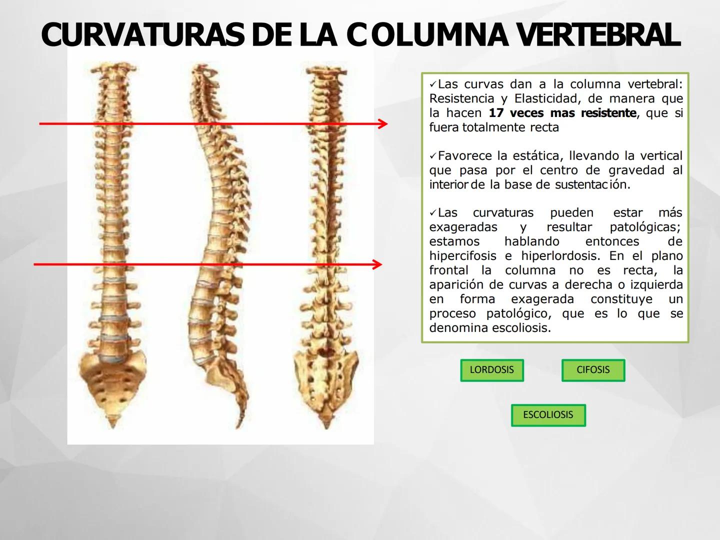 ## GUIA
## OSTEOLOGIA
## ESQUELETO
## AXIAL
## ANATOMIA CLINICA I
## KNE171101
2025
Académico: Klgo. Luis Ureta Gutiérrez
luis.ureta@uda.