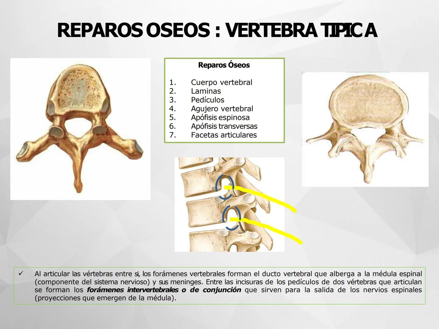 ## GUIA
## OSTEOLOGIA
## ESQUELETO
## AXIAL
## ANATOMIA CLINICA I
## KNE171101
2025
Académico: Klgo. Luis Ureta Gutiérrez
luis.ureta@uda.