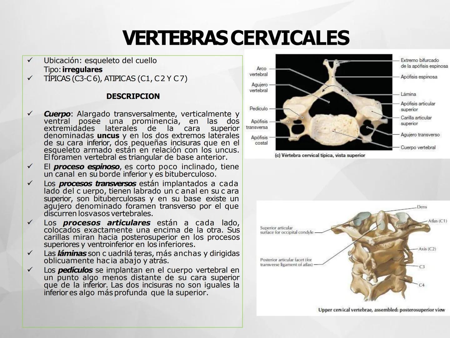 ## GUIA
## OSTEOLOGIA
## ESQUELETO
## AXIAL
## ANATOMIA CLINICA I
## KNE171101
2025
Académico: Klgo. Luis Ureta Gutiérrez
luis.ureta@uda.