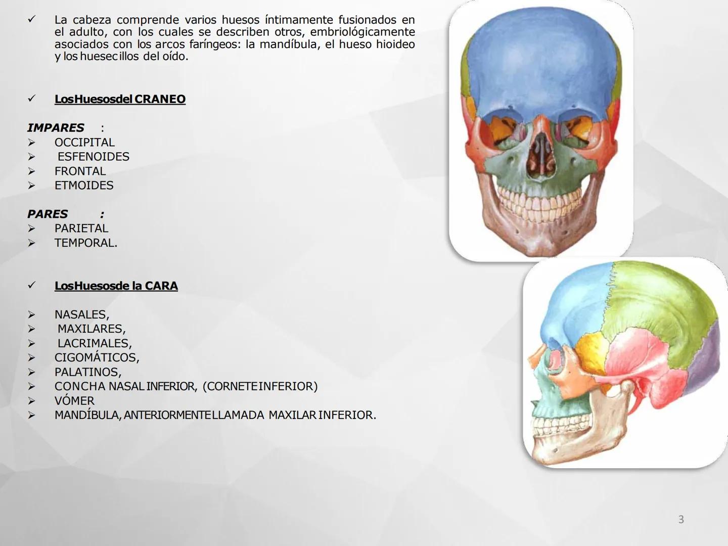 ## GUIA
## OSTEOLOGIA
## ESQUELETO
## AXIAL
## ANATOMIA CLINICA I
## KNE171101
2025
Académico: Klgo. Luis Ureta Gutiérrez
luis.ureta@uda.