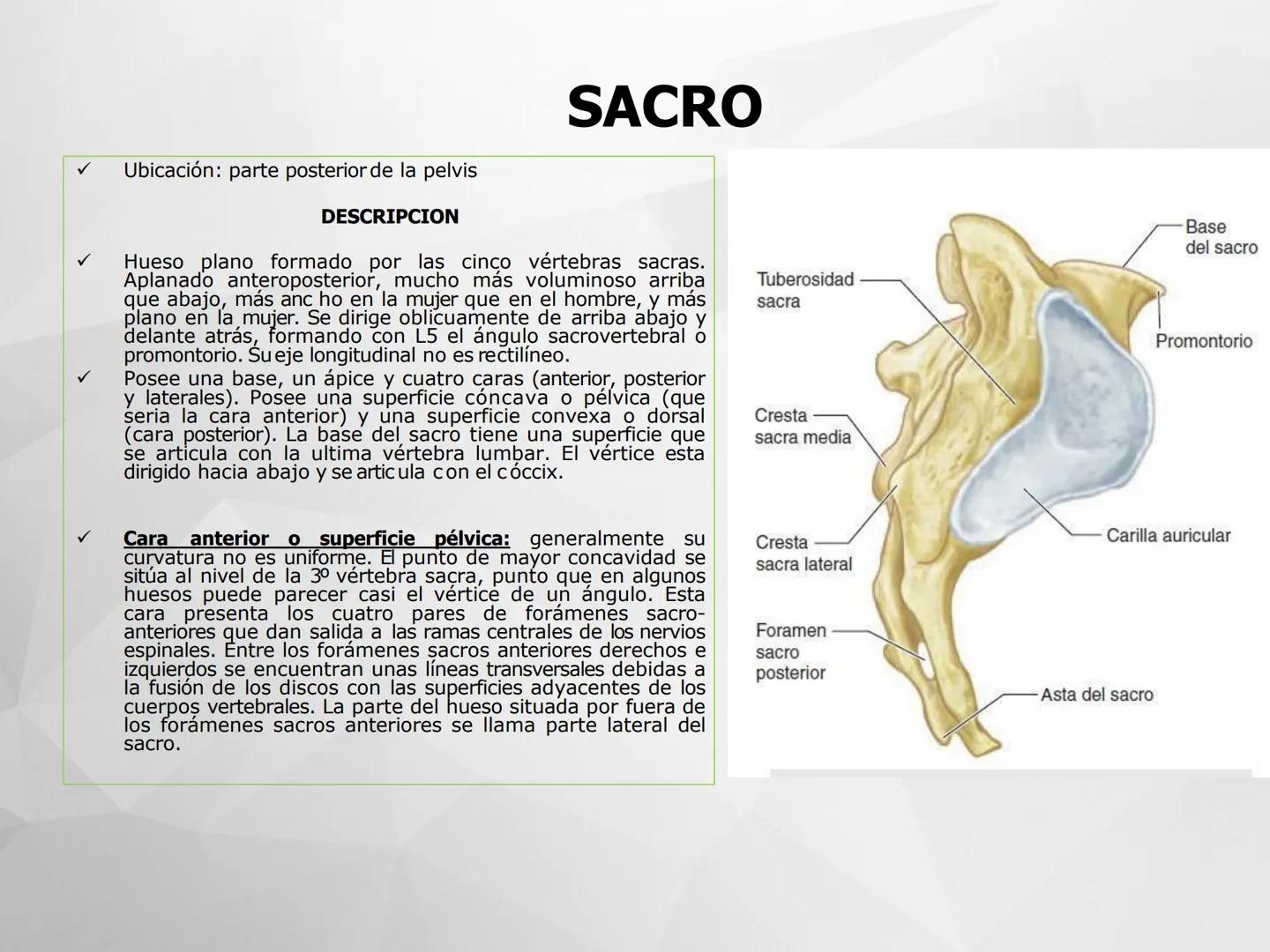## GUIA
## OSTEOLOGIA
## ESQUELETO
## AXIAL
## ANATOMIA CLINICA I
## KNE171101
2025
Académico: Klgo. Luis Ureta Gutiérrez
luis.ureta@uda.
