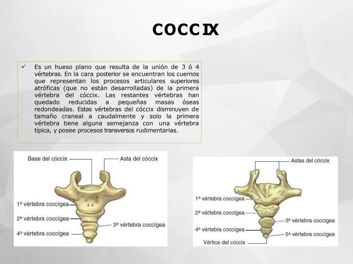 ## GUIA
## OSTEOLOGIA
## ESQUELETO
## AXIAL
## ANATOMIA CLINICA I
## KNE171101
2025
Académico: Klgo. Luis Ureta Gutiérrez
luis.ureta@uda.