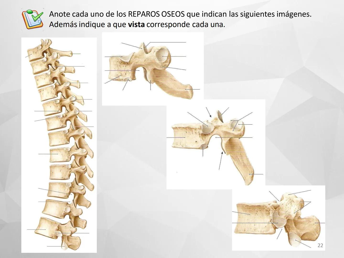 ## GUIA
## OSTEOLOGIA
## ESQUELETO
## AXIAL
## ANATOMIA CLINICA I
## KNE171101
2025
Académico: Klgo. Luis Ureta Gutiérrez
luis.ureta@uda.