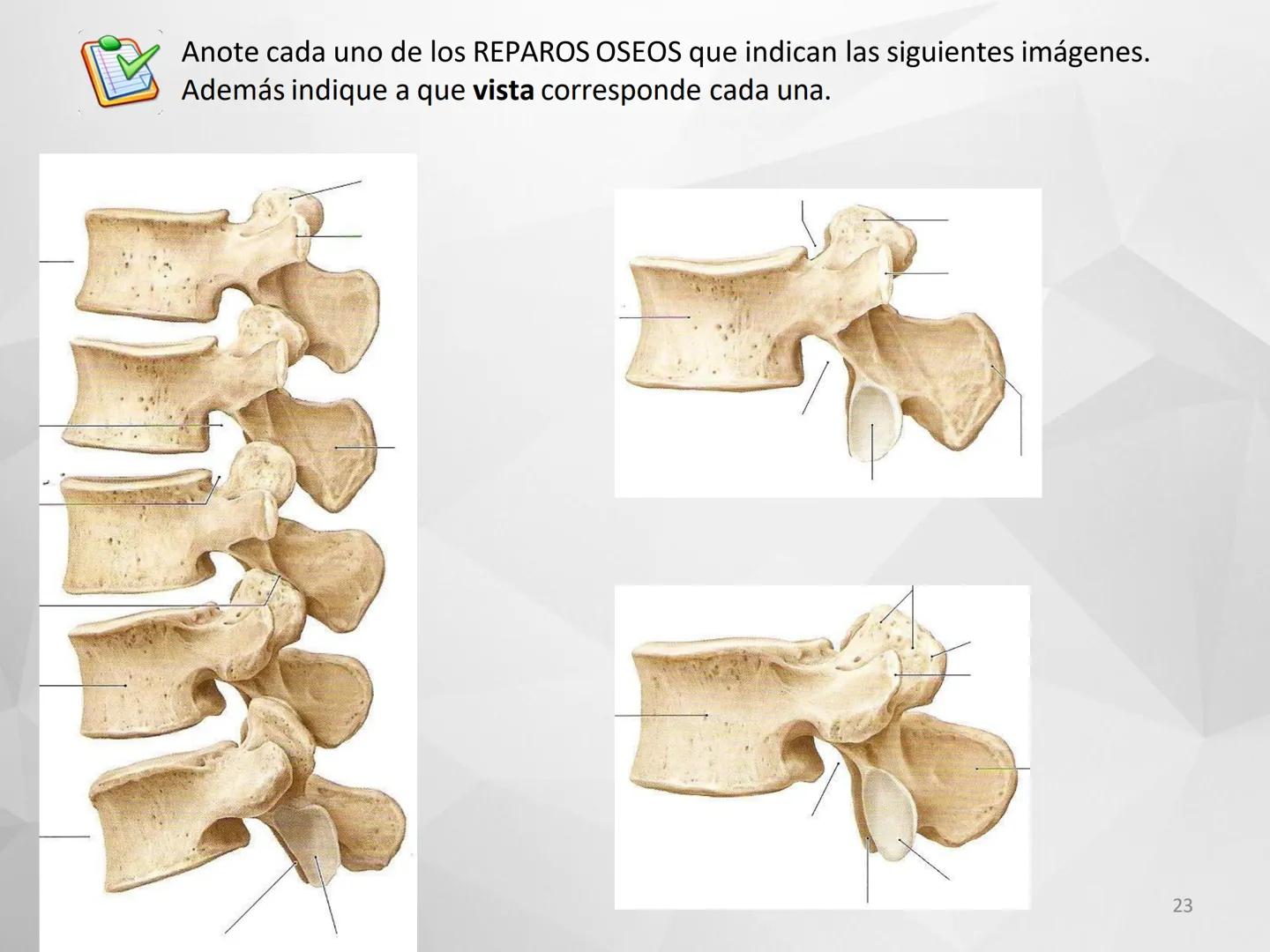 ## GUIA
## OSTEOLOGIA
## ESQUELETO
## AXIAL
## ANATOMIA CLINICA I
## KNE171101
2025
Académico: Klgo. Luis Ureta Gutiérrez
luis.ureta@uda.