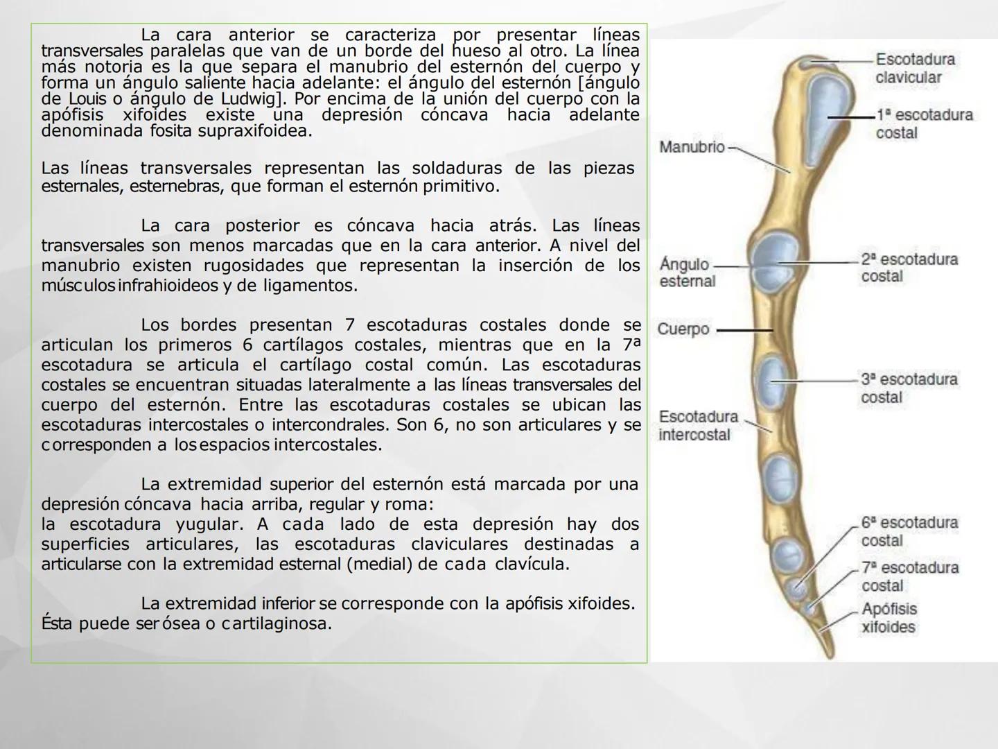 ## GUIA
## OSTEOLOGIA
## ESQUELETO
## AXIAL
## ANATOMIA CLINICA I
## KNE171101
2025
Académico: Klgo. Luis Ureta Gutiérrez
luis.ureta@uda.