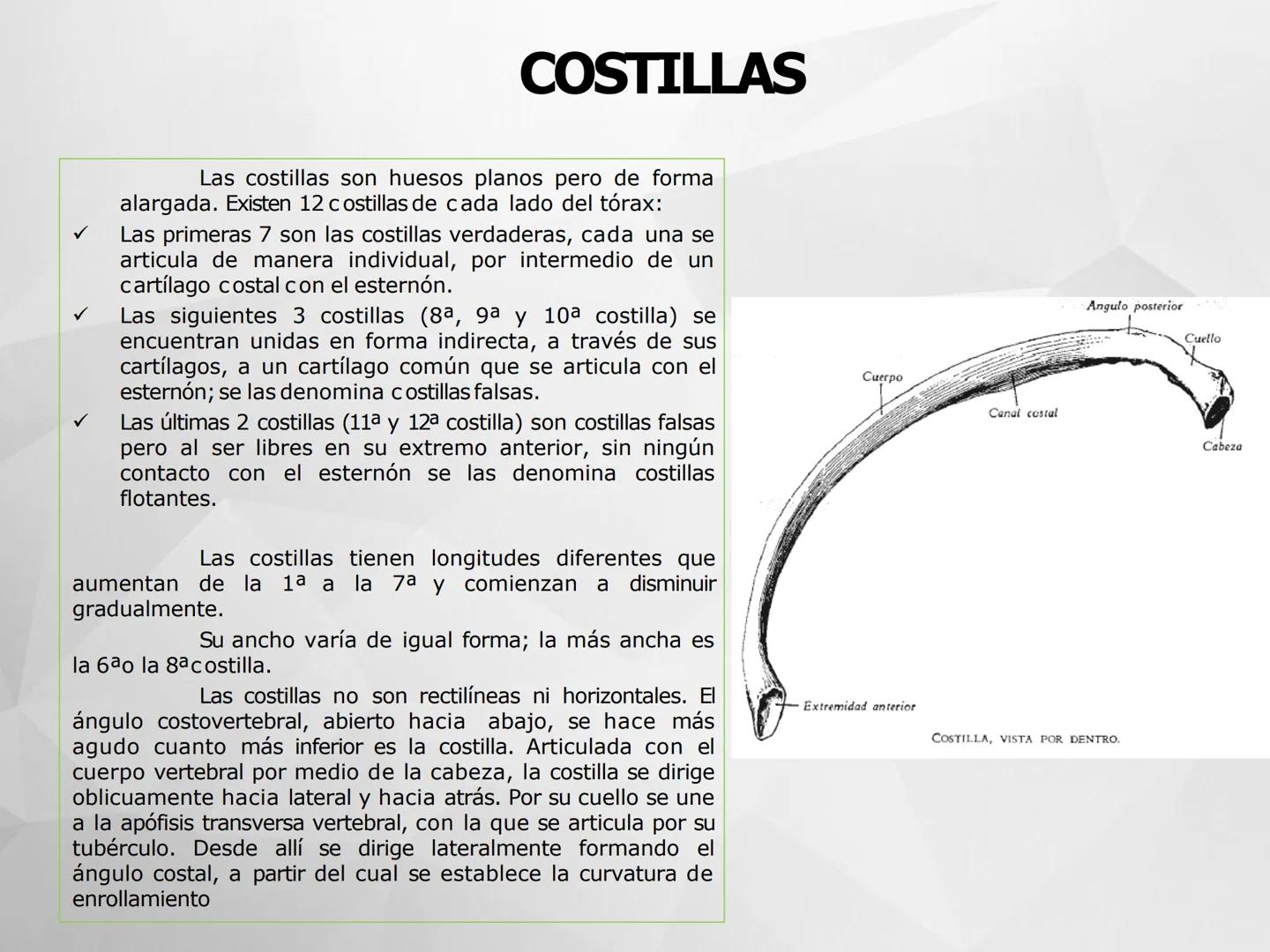 ## GUIA
## OSTEOLOGIA
## ESQUELETO
## AXIAL
## ANATOMIA CLINICA I
## KNE171101
2025
Académico: Klgo. Luis Ureta Gutiérrez
luis.ureta@uda.