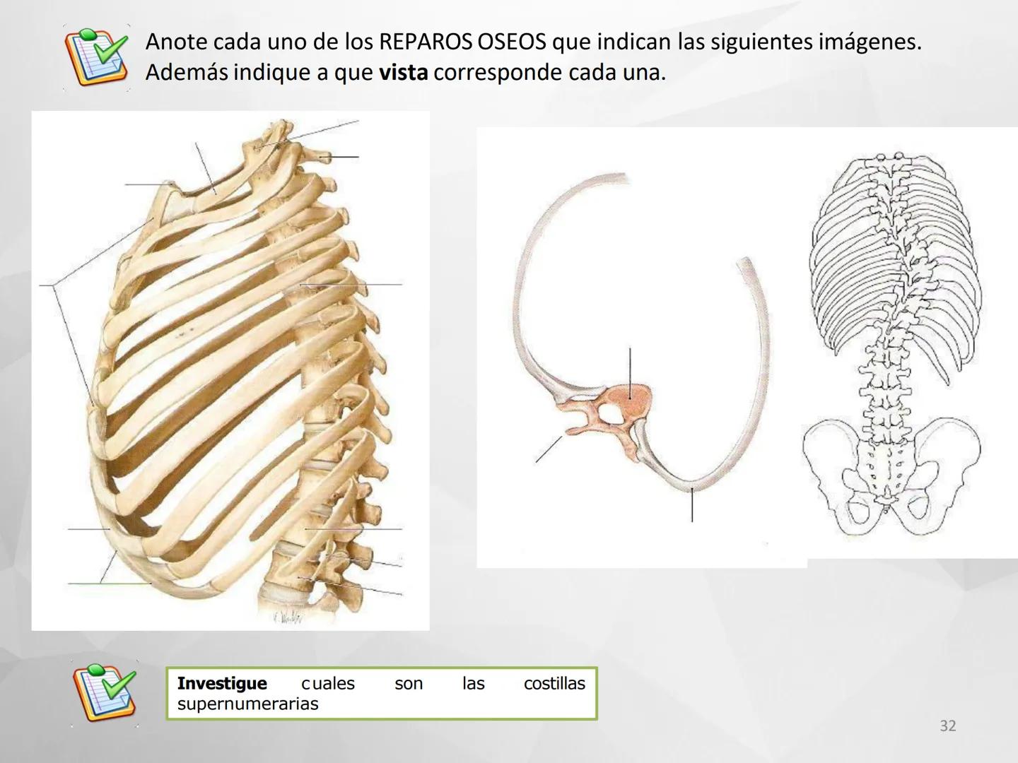 ## GUIA
## OSTEOLOGIA
## ESQUELETO
## AXIAL
## ANATOMIA CLINICA I
## KNE171101
2025
Académico: Klgo. Luis Ureta Gutiérrez
luis.ureta@uda.