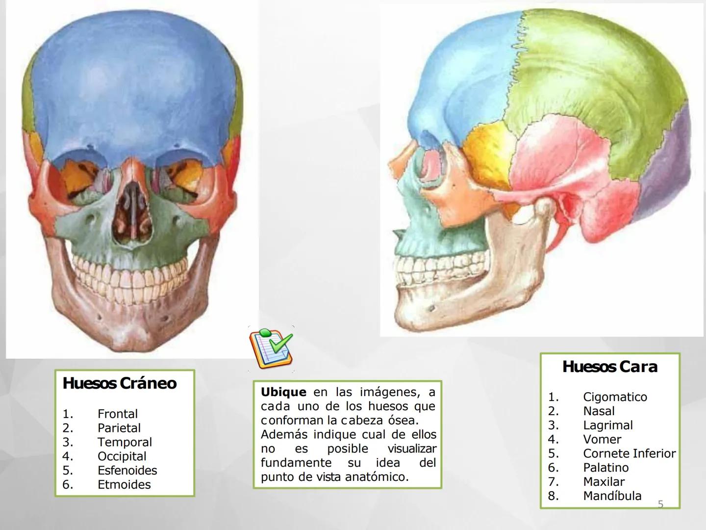 ## GUIA
## OSTEOLOGIA
## ESQUELETO
## AXIAL
## ANATOMIA CLINICA I
## KNE171101
2025
Académico: Klgo. Luis Ureta Gutiérrez
luis.ureta@uda.
