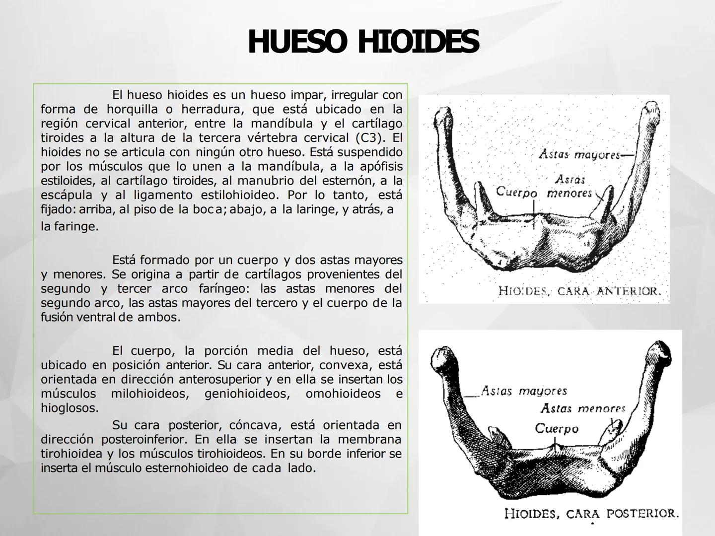 ## GUIA
## OSTEOLOGIA
## ESQUELETO
## AXIAL
## ANATOMIA CLINICA I
## KNE171101
2025
Académico: Klgo. Luis Ureta Gutiérrez
luis.ureta@uda.