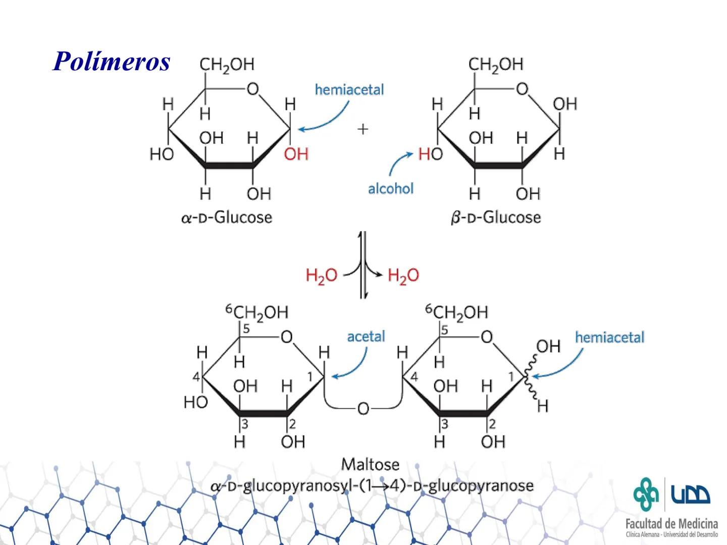 CB
Facultad de Medicina
Clínica Alemana - Universidad del Desarrollo
Polímeros
Sergio Rivera F. - sergio.rivera@udd.cl
Carmen Navarro M.- ca