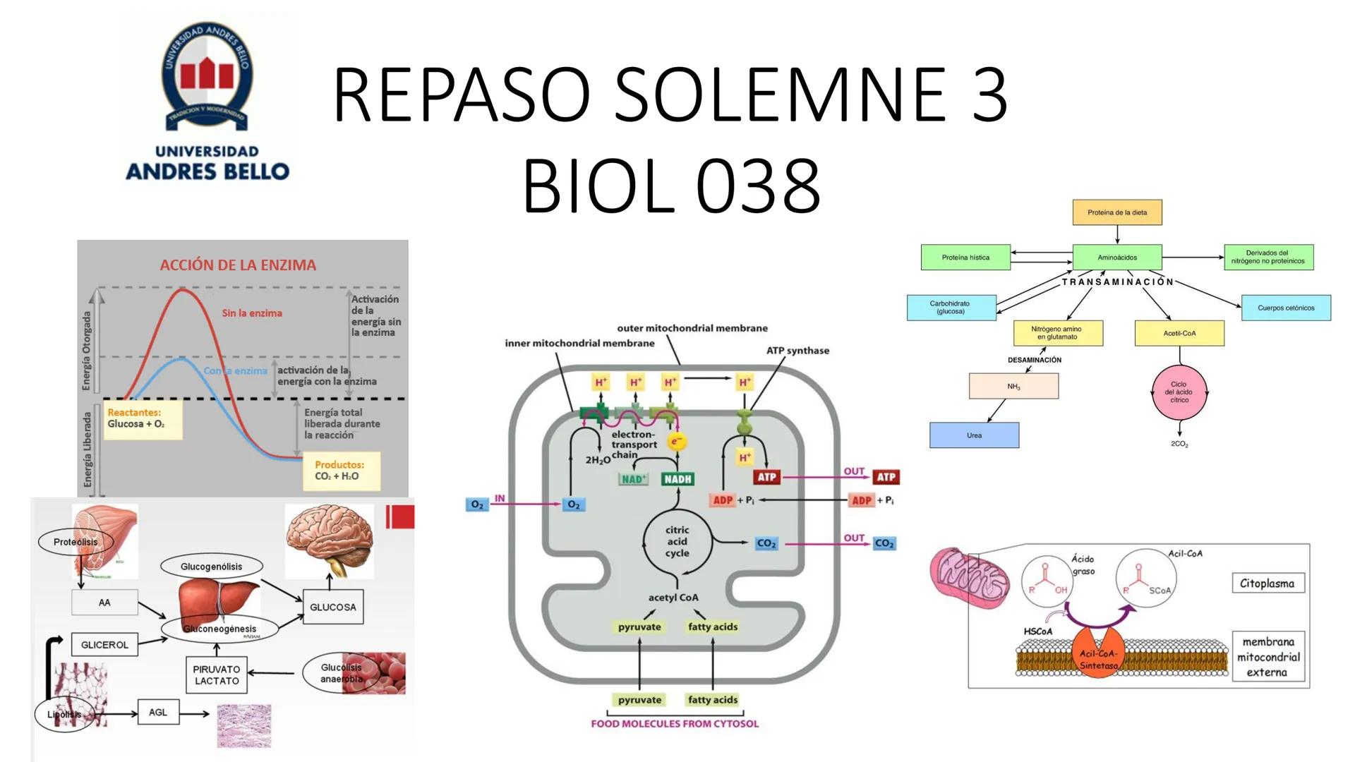 --- OCR Start ---
Energía Liberada
Energía Otorgada
Proteólisis
UNIVERSIDAD ANDRES
TRADICION
UNIVERSIDAD
ANDRES BELLO
REPASO SOLEMNE 3
BIOL