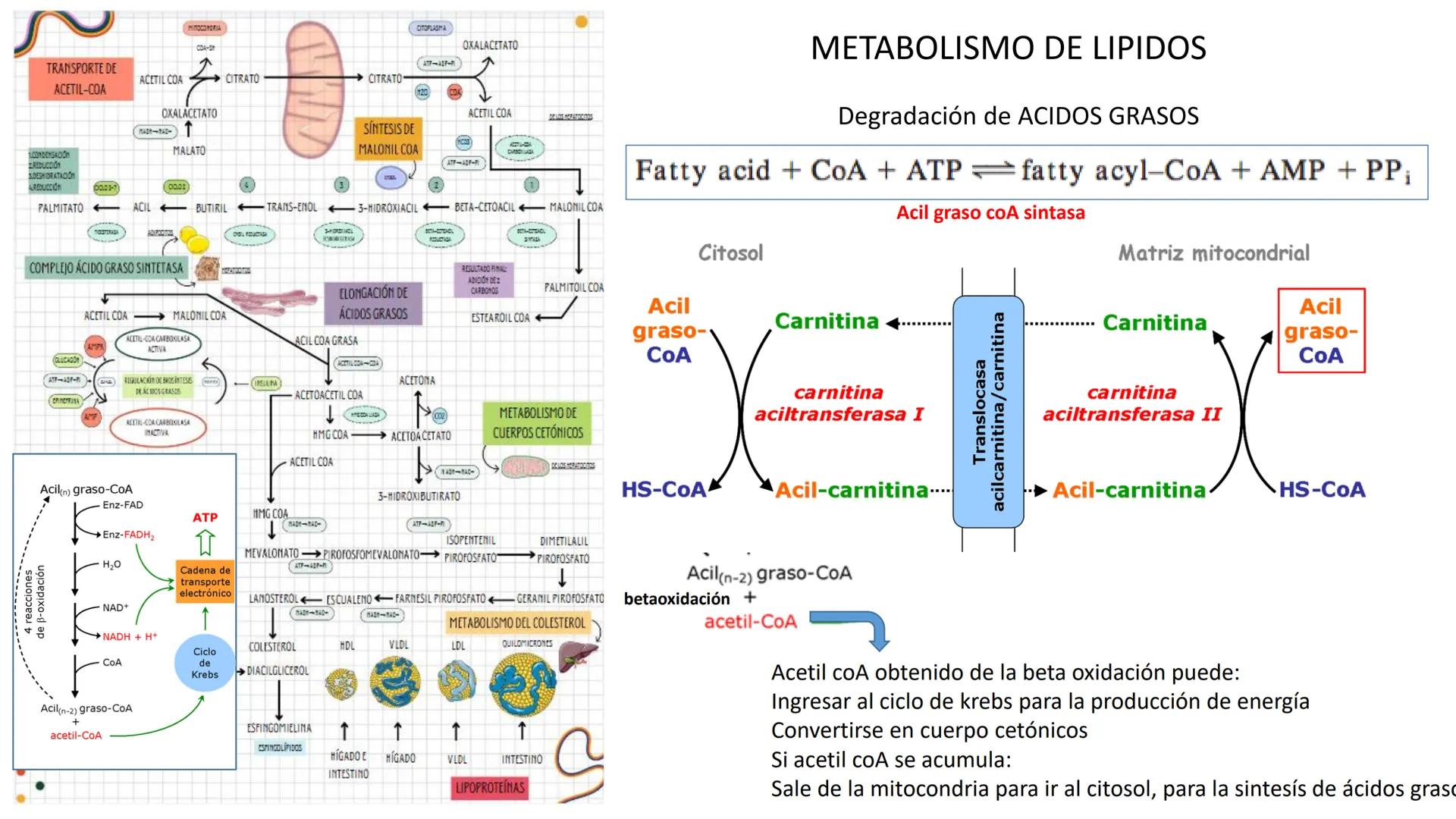 --- OCR Start ---
Energía Liberada
Energía Otorgada
Proteólisis
UNIVERSIDAD ANDRES
TRADICION
UNIVERSIDAD
ANDRES BELLO
REPASO SOLEMNE 3
BIOL