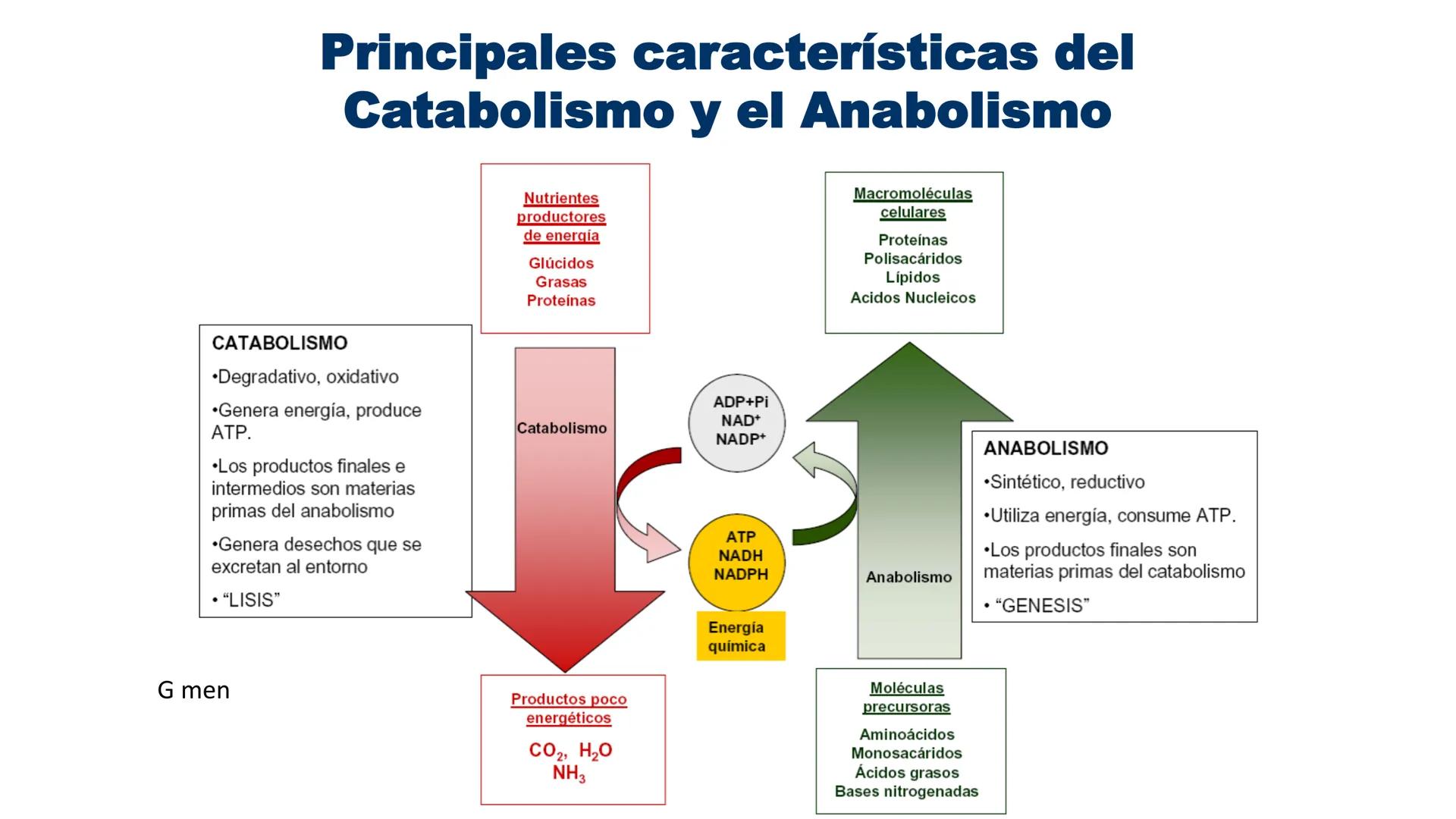--- OCR Start ---
Energía Liberada
Energía Otorgada
Proteólisis
UNIVERSIDAD ANDRES
TRADICION
UNIVERSIDAD
ANDRES BELLO
REPASO SOLEMNE 3
BIOL