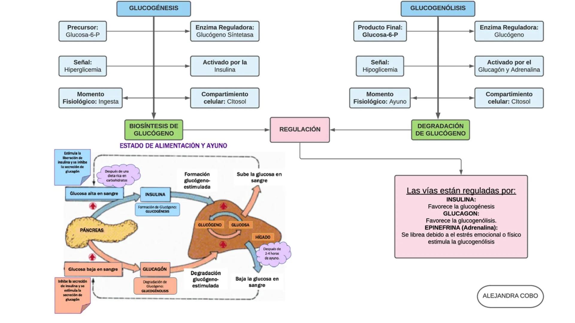 --- OCR Start ---
Energía Liberada
Energía Otorgada
Proteólisis
UNIVERSIDAD ANDRES
TRADICION
UNIVERSIDAD
ANDRES BELLO
REPASO SOLEMNE 3
BIOL