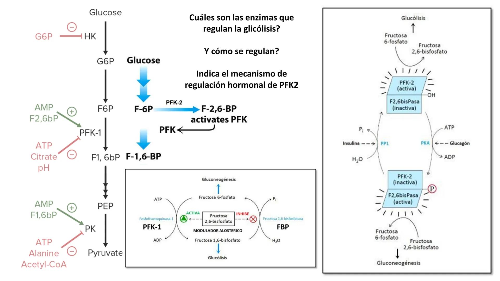 --- OCR Start ---
Energía Liberada
Energía Otorgada
Proteólisis
UNIVERSIDAD ANDRES
TRADICION
UNIVERSIDAD
ANDRES BELLO
REPASO SOLEMNE 3
BIOL