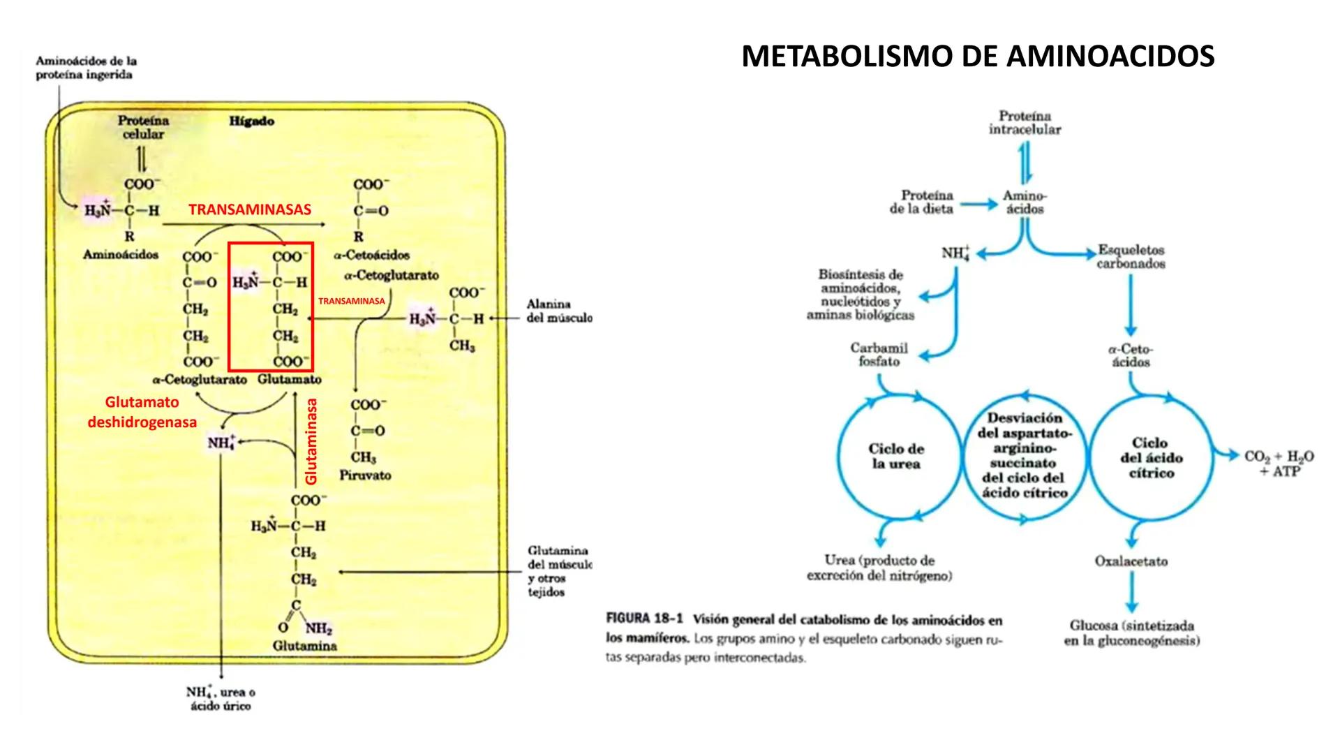 --- OCR Start ---
Energía Liberada
Energía Otorgada
Proteólisis
UNIVERSIDAD ANDRES
TRADICION
UNIVERSIDAD
ANDRES BELLO
REPASO SOLEMNE 3
BIOL