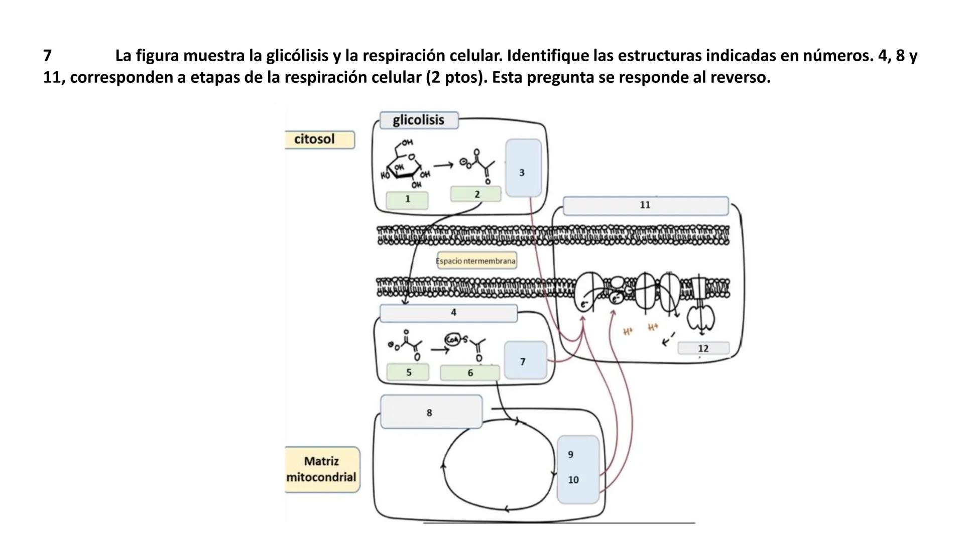 --- OCR Start ---
Energía Liberada
Energía Otorgada
Proteólisis
UNIVERSIDAD ANDRES
TRADICION
UNIVERSIDAD
ANDRES BELLO
REPASO SOLEMNE 3
BIOL