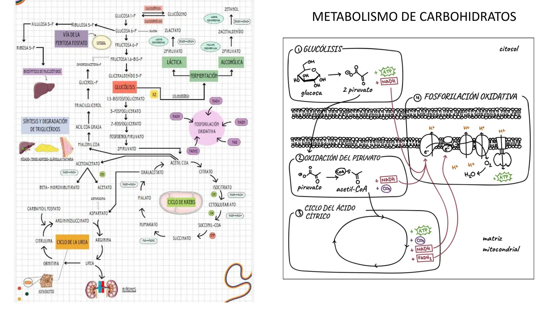 --- OCR Start ---
Energía Liberada
Energía Otorgada
Proteólisis
UNIVERSIDAD ANDRES
TRADICION
UNIVERSIDAD
ANDRES BELLO
REPASO SOLEMNE 3
BIOL