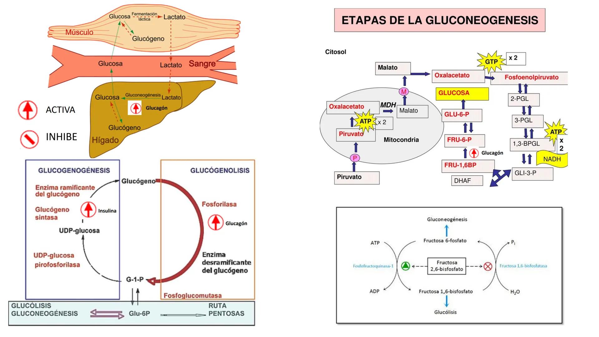--- OCR Start ---
Energía Liberada
Energía Otorgada
Proteólisis
UNIVERSIDAD ANDRES
TRADICION
UNIVERSIDAD
ANDRES BELLO
REPASO SOLEMNE 3
BIOL