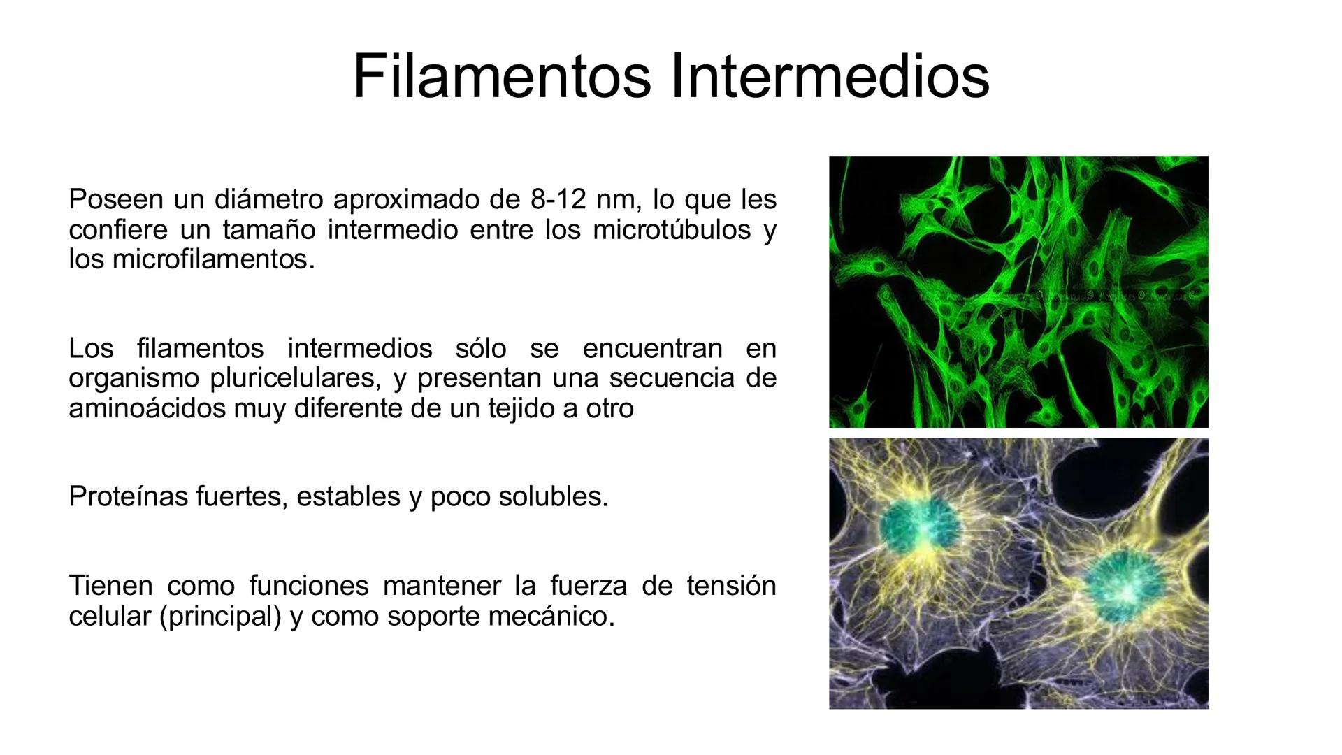 CITOESQUELETO Ribosoma
Retículo
endoplásmico
Membrana
celular
Filamentos
intermedios
Citoesqueleto
Mitocondria
Polisoma
Microtúbulo
Microfil