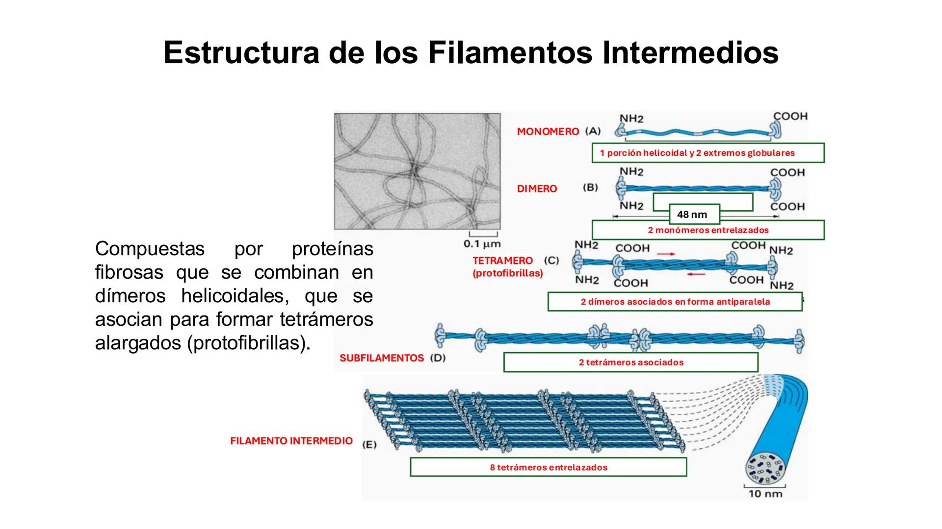 CITOESQUELETO Ribosoma
Retículo
endoplásmico
Membrana
celular
Filamentos
intermedios
Citoesqueleto
Mitocondria
Polisoma
Microtúbulo
Microfil