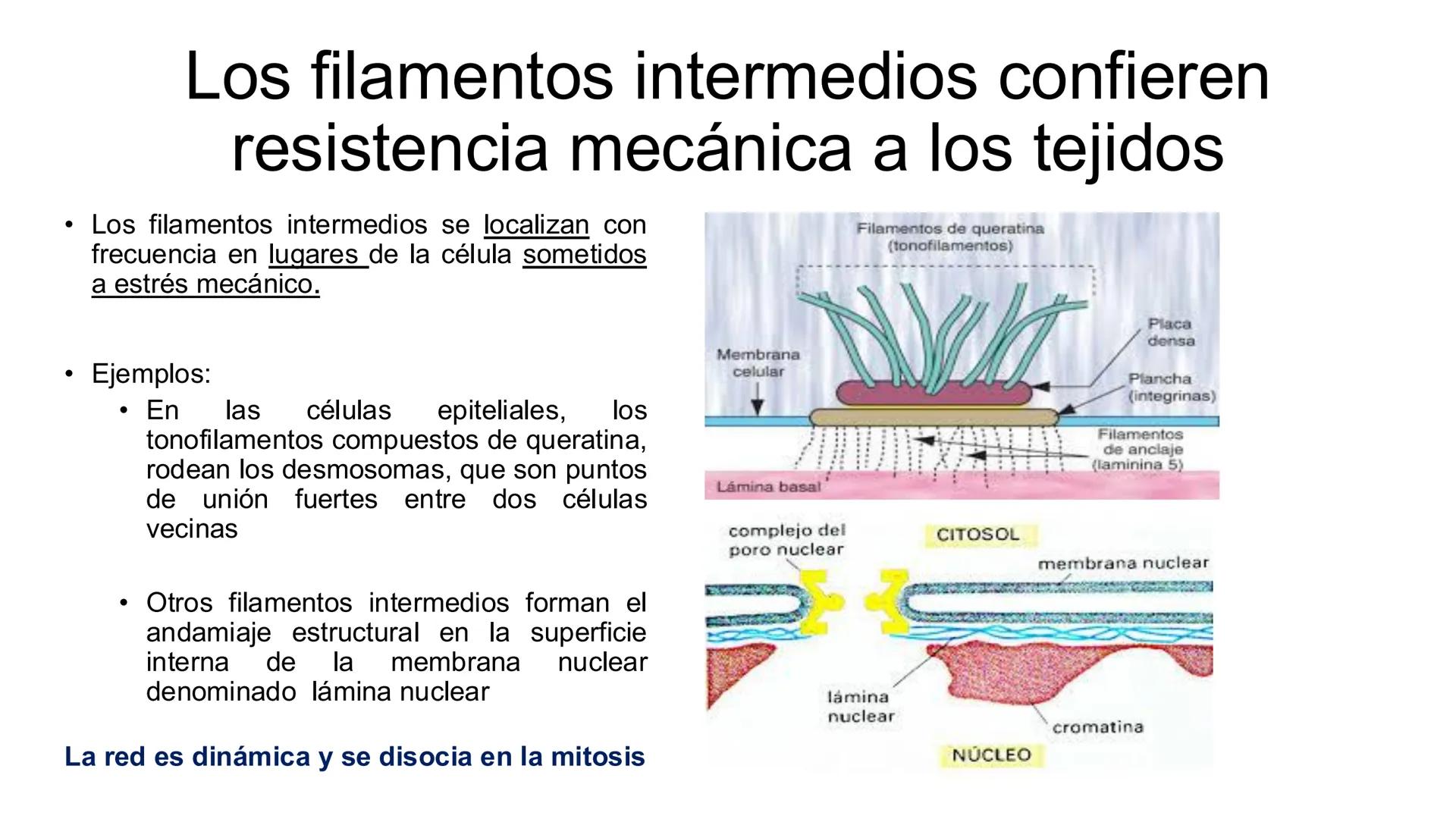 CITOESQUELETO Ribosoma
Retículo
endoplásmico
Membrana
celular
Filamentos
intermedios
Citoesqueleto
Mitocondria
Polisoma
Microtúbulo
Microfil