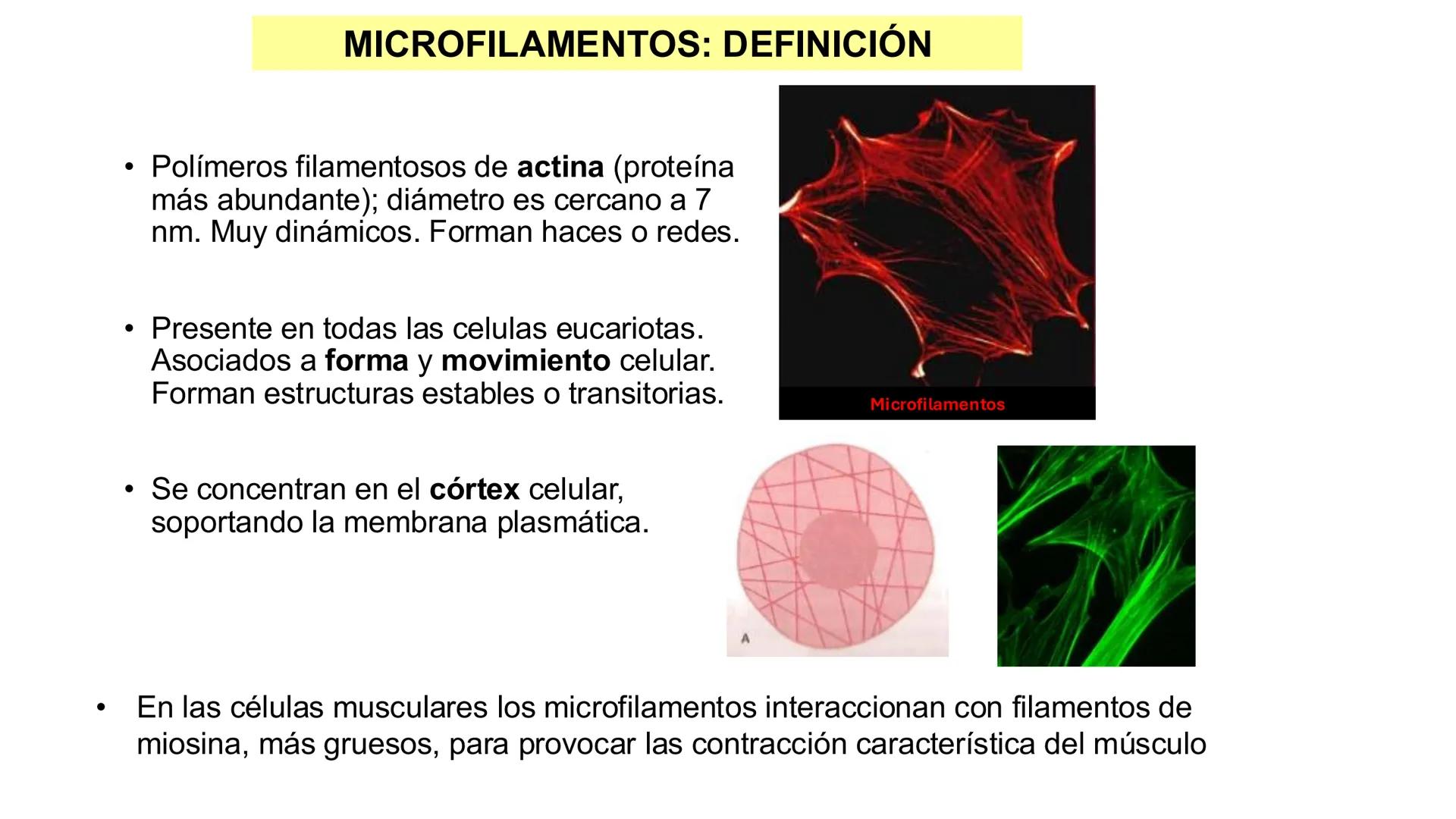 CITOESQUELETO Ribosoma
Retículo
endoplásmico
Membrana
celular
Filamentos
intermedios
Citoesqueleto
Mitocondria
Polisoma
Microtúbulo
Microfil