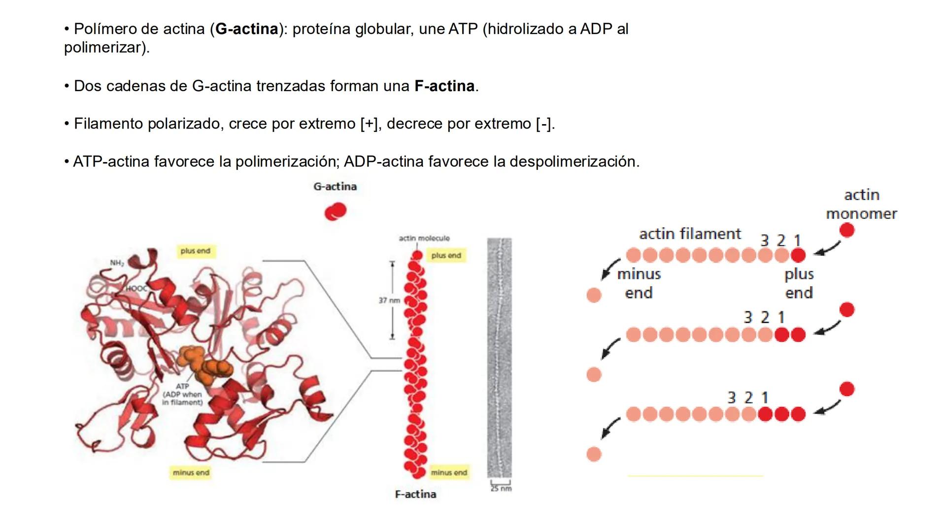 CITOESQUELETO Ribosoma
Retículo
endoplásmico
Membrana
celular
Filamentos
intermedios
Citoesqueleto
Mitocondria
Polisoma
Microtúbulo
Microfil