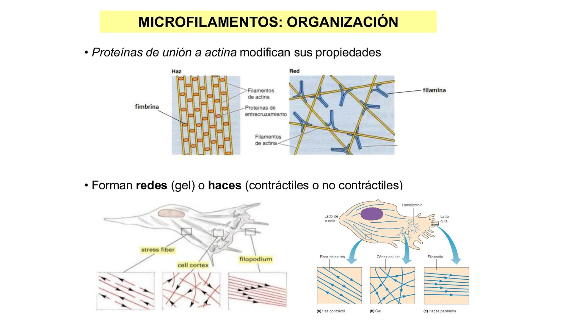 CITOESQUELETO Ribosoma
Retículo
endoplásmico
Membrana
celular
Filamentos
intermedios
Citoesqueleto
Mitocondria
Polisoma
Microtúbulo
Microfil