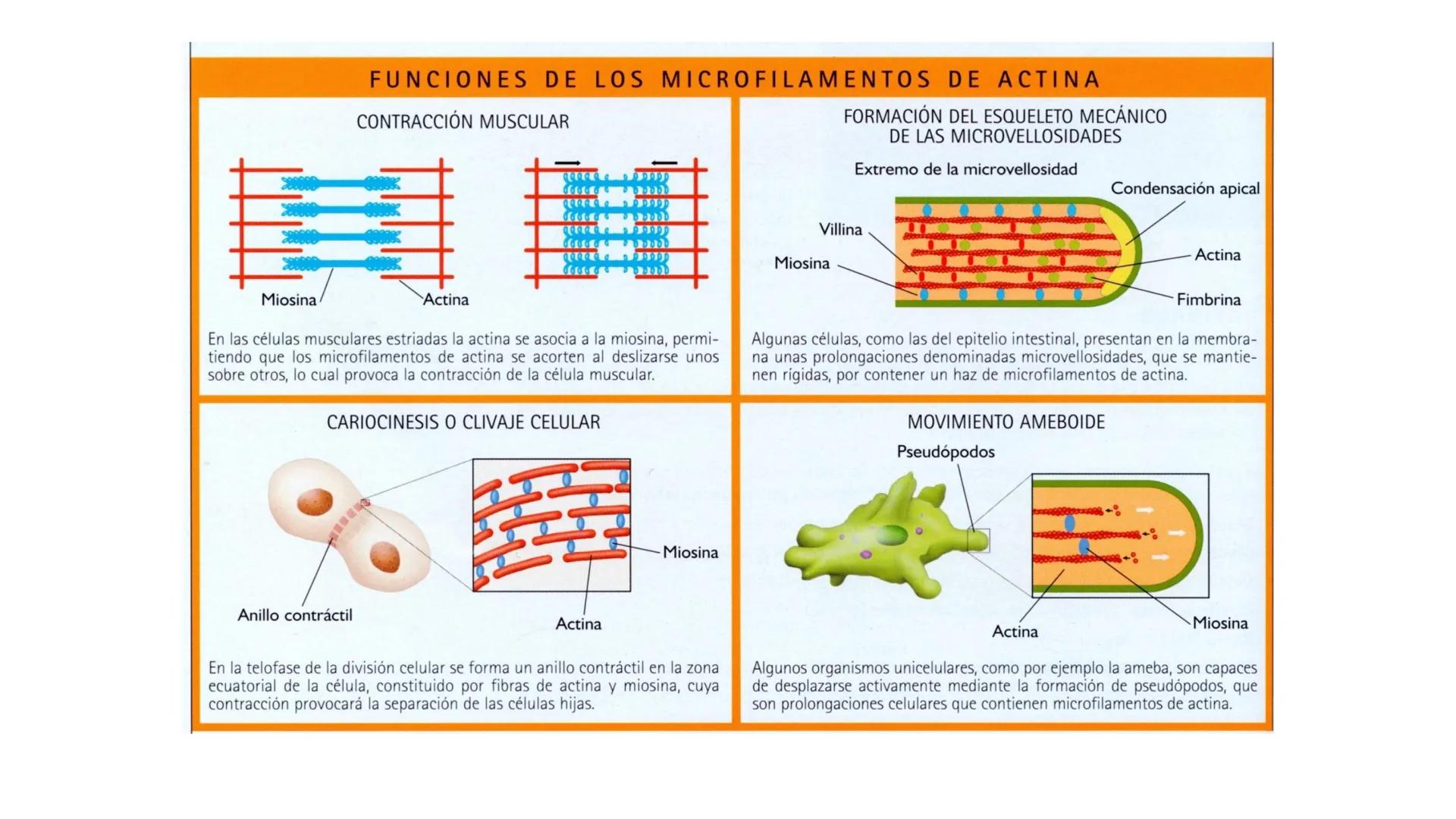 CITOESQUELETO Ribosoma
Retículo
endoplásmico
Membrana
celular
Filamentos
intermedios
Citoesqueleto
Mitocondria
Polisoma
Microtúbulo
Microfil