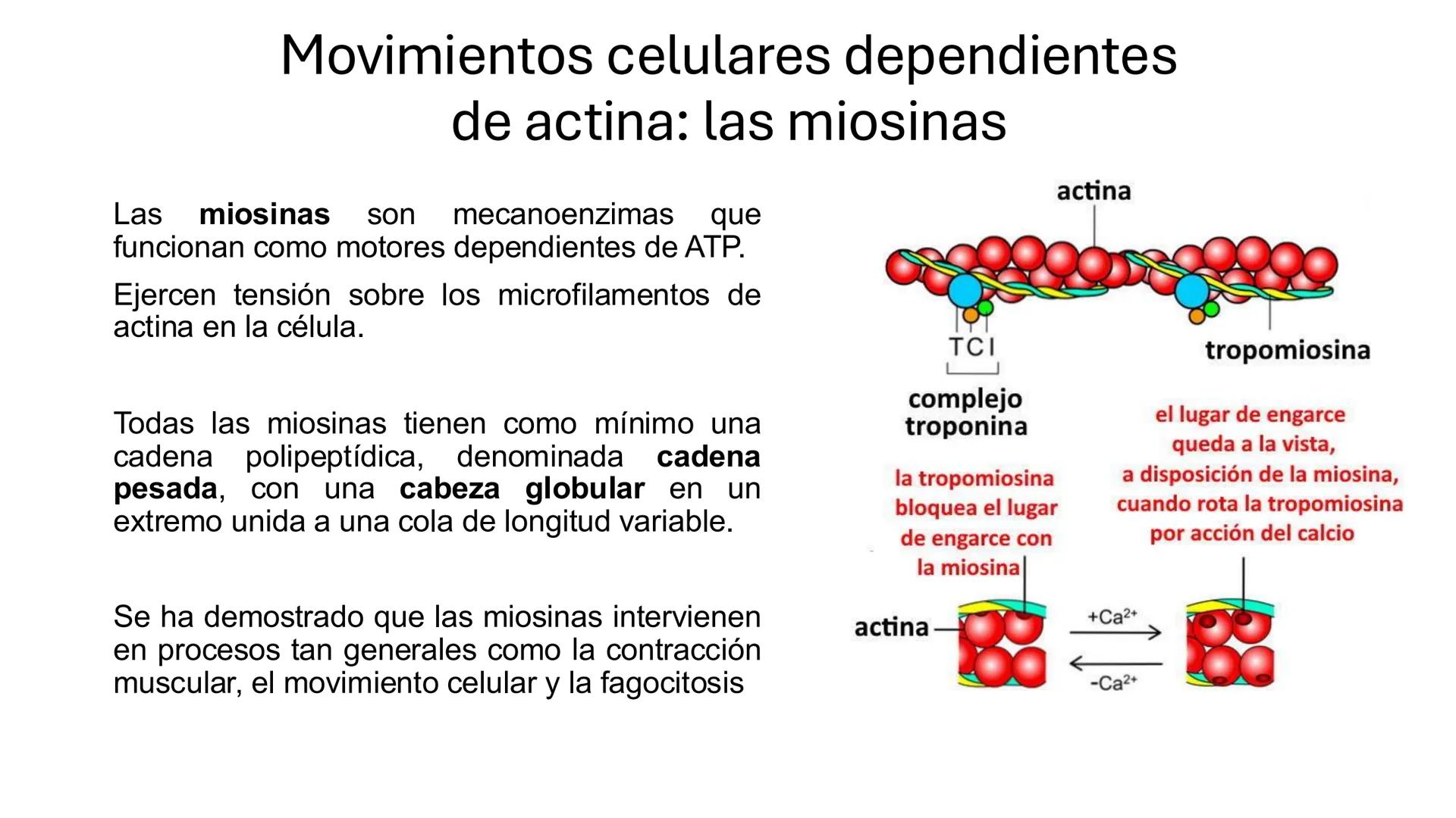 CITOESQUELETO Ribosoma
Retículo
endoplásmico
Membrana
celular
Filamentos
intermedios
Citoesqueleto
Mitocondria
Polisoma
Microtúbulo
Microfil