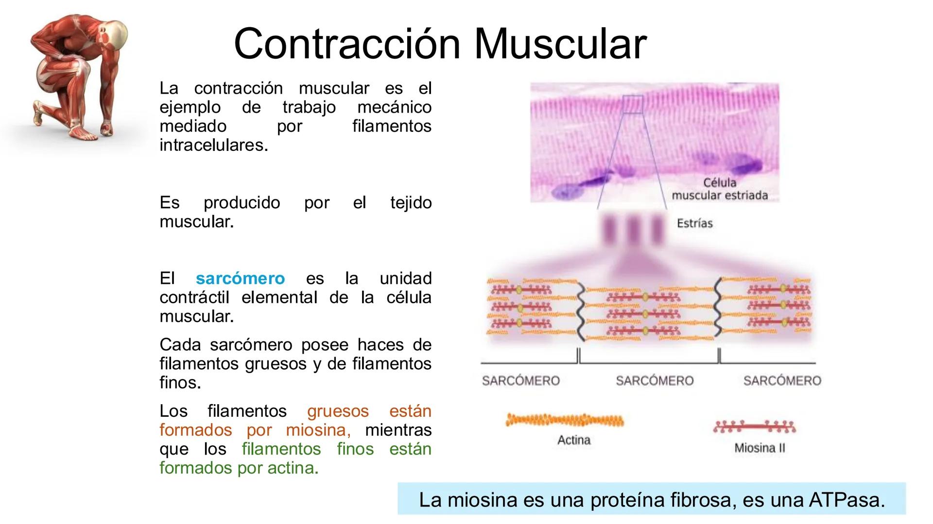 CITOESQUELETO Ribosoma
Retículo
endoplásmico
Membrana
celular
Filamentos
intermedios
Citoesqueleto
Mitocondria
Polisoma
Microtúbulo
Microfil