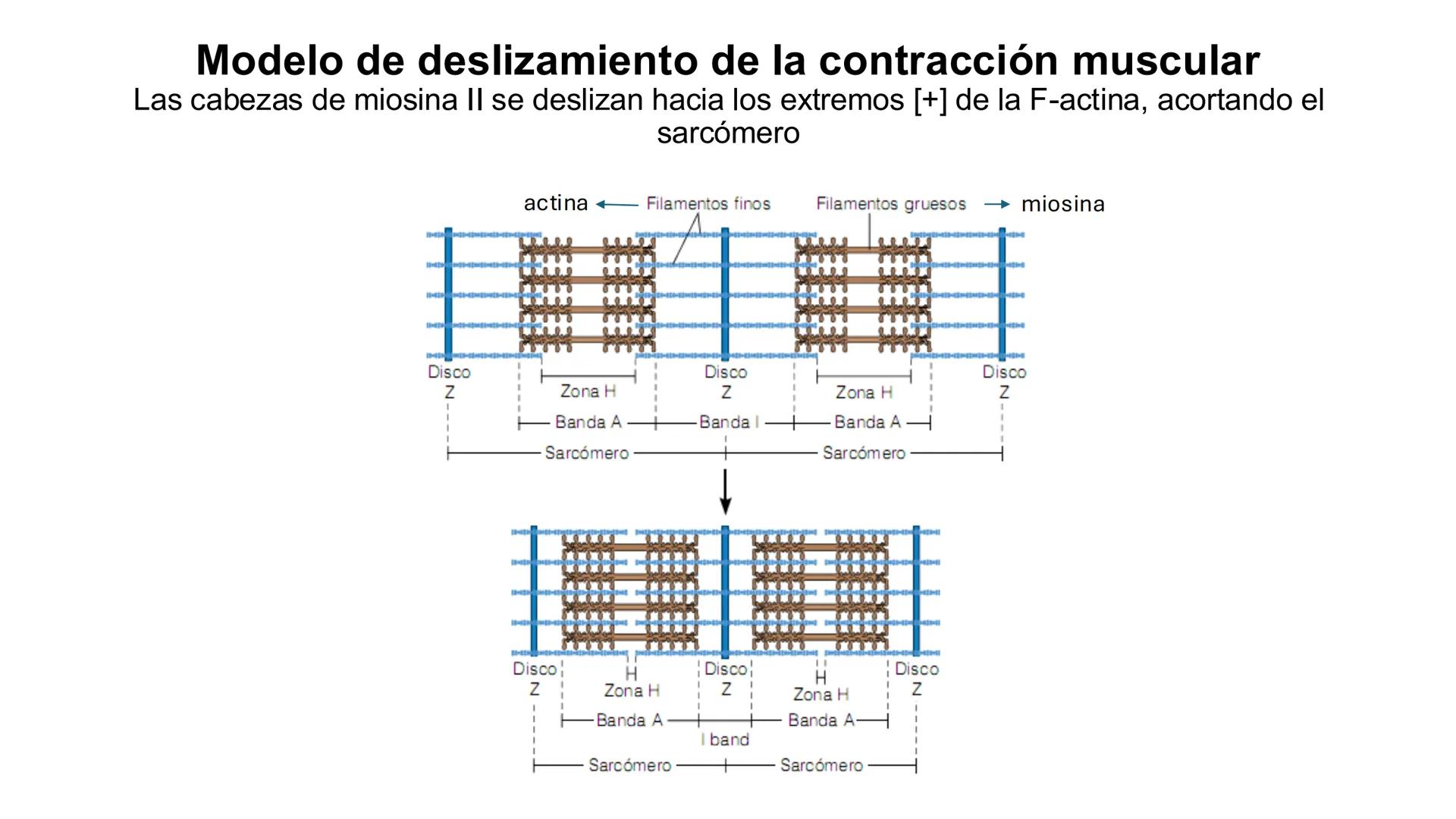 CITOESQUELETO Ribosoma
Retículo
endoplásmico
Membrana
celular
Filamentos
intermedios
Citoesqueleto
Mitocondria
Polisoma
Microtúbulo
Microfil