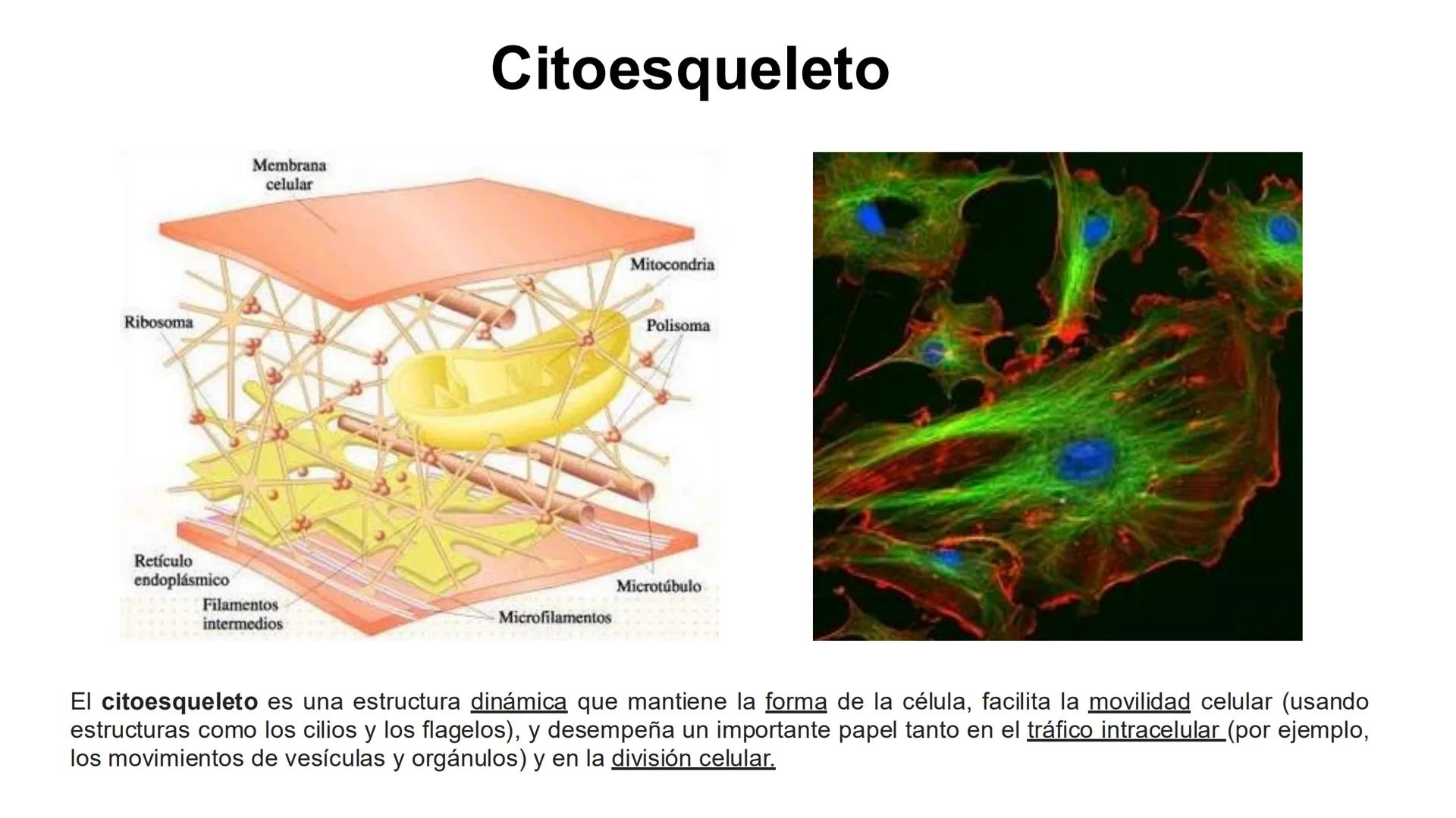 CITOESQUELETO Ribosoma
Retículo
endoplásmico
Membrana
celular
Filamentos
intermedios
Citoesqueleto
Mitocondria
Polisoma
Microtúbulo
Microfil