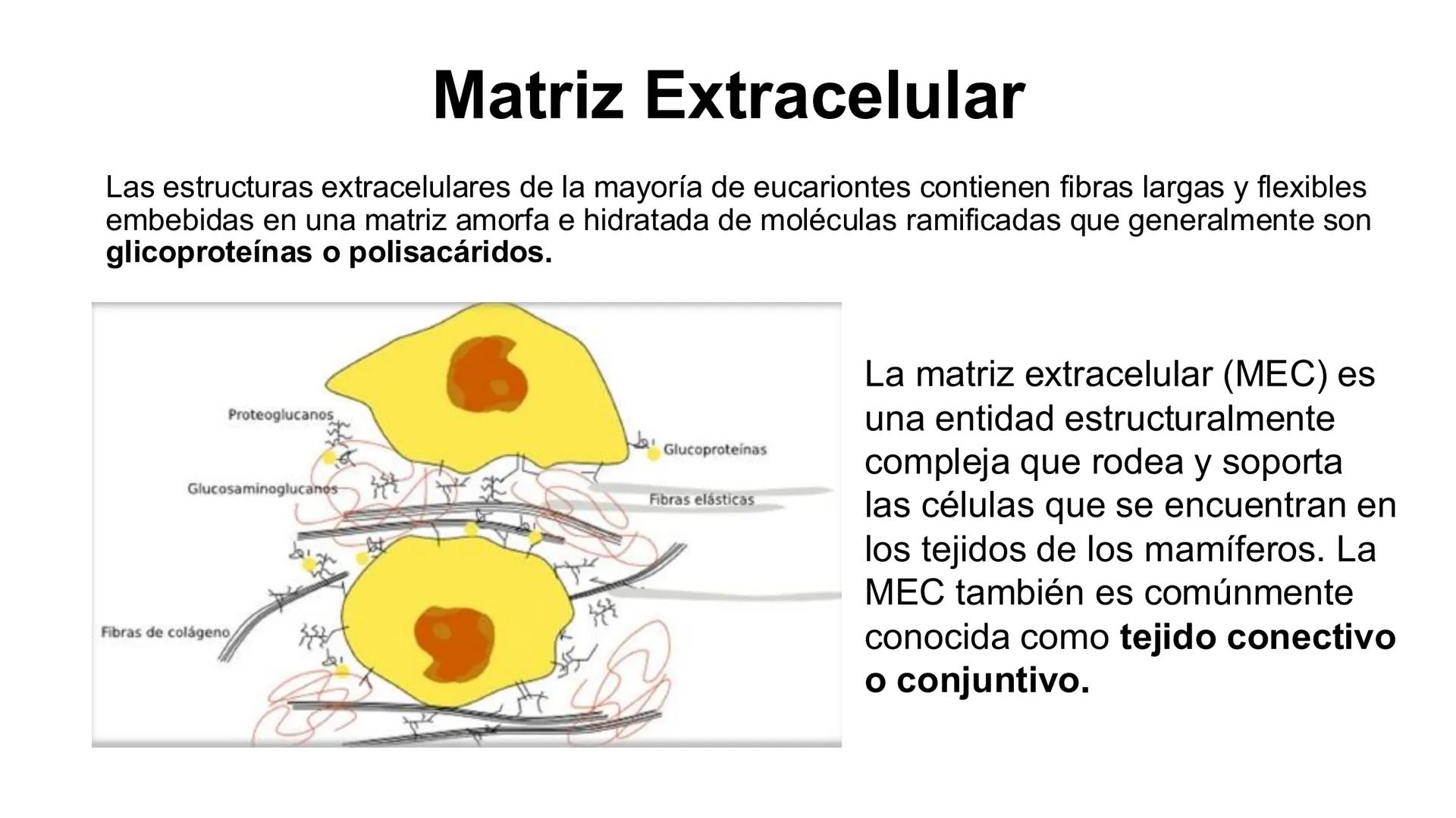 CITOESQUELETO Ribosoma
Retículo
endoplásmico
Membrana
celular
Filamentos
intermedios
Citoesqueleto
Mitocondria
Polisoma
Microtúbulo
Microfil
