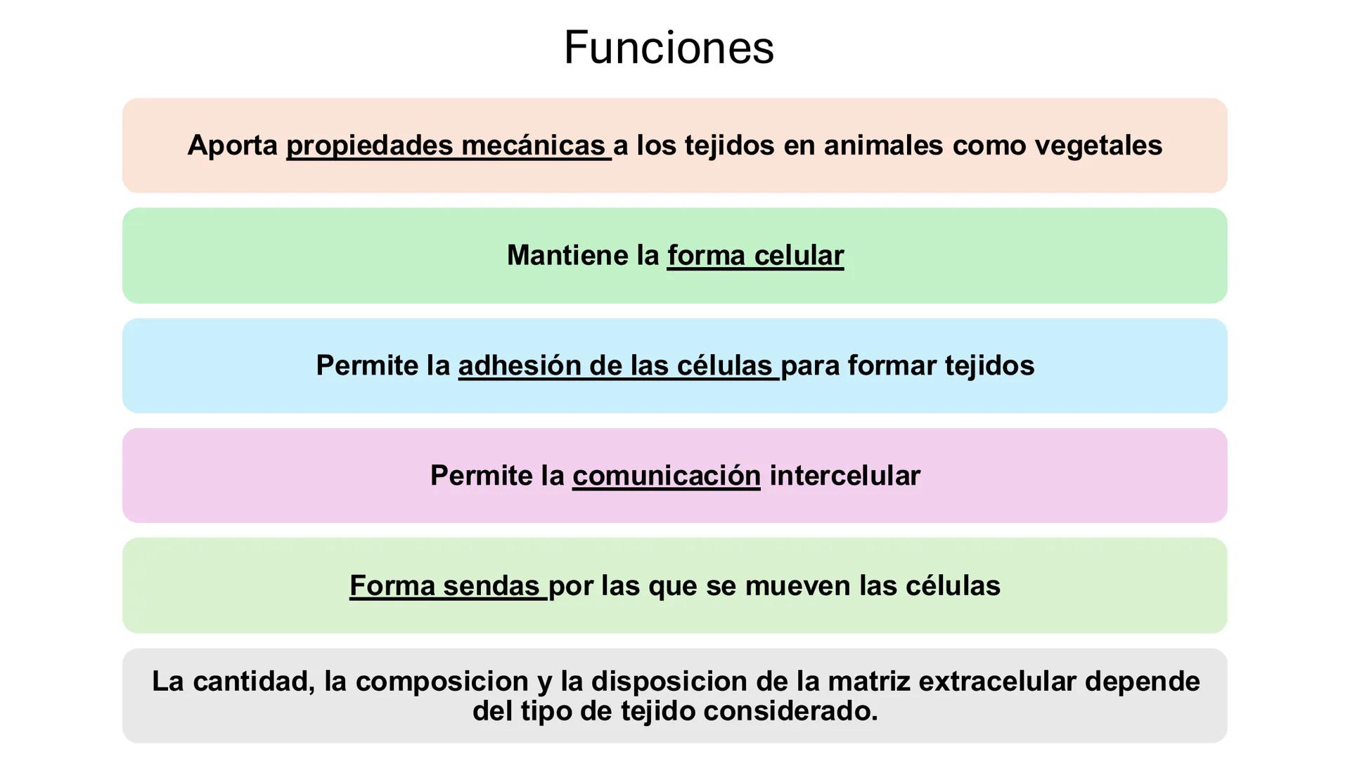 CITOESQUELETO Ribosoma
Retículo
endoplásmico
Membrana
celular
Filamentos
intermedios
Citoesqueleto
Mitocondria
Polisoma
Microtúbulo
Microfil