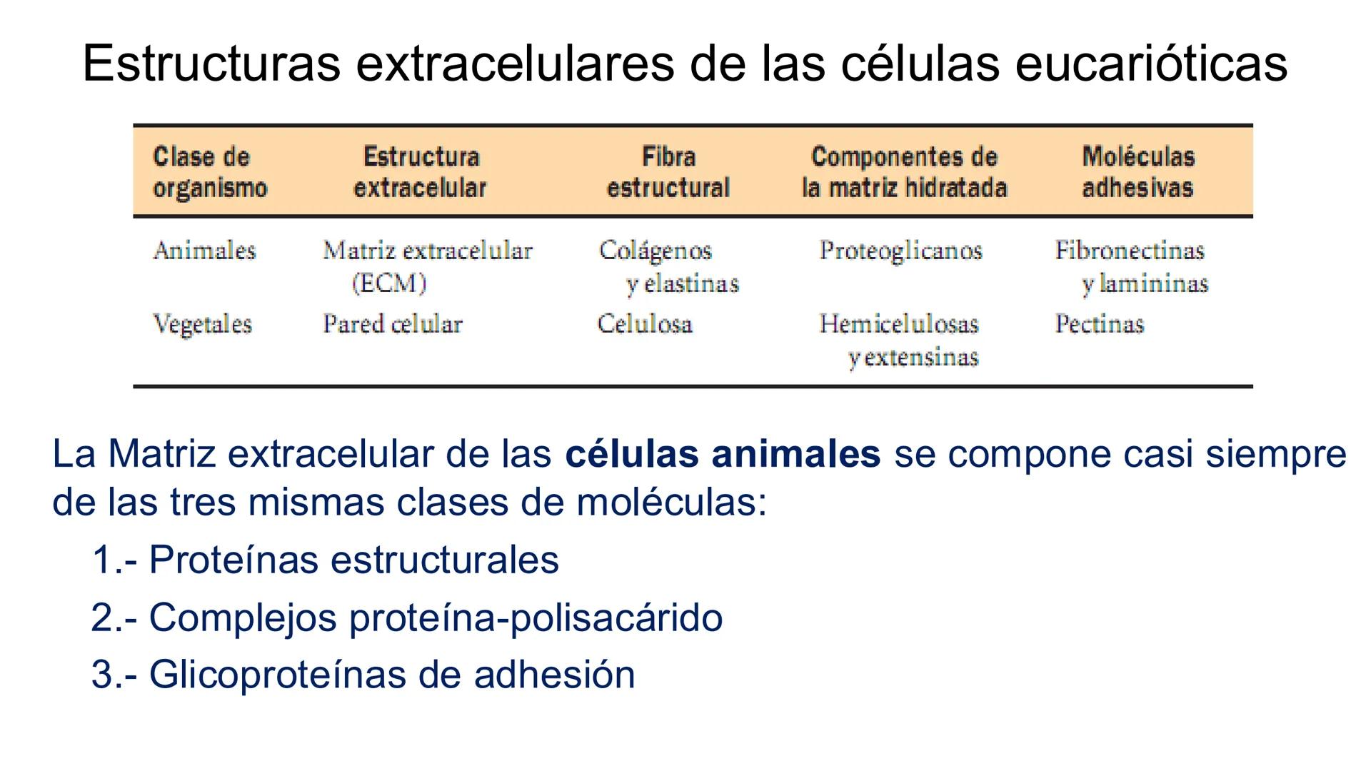 CITOESQUELETO Ribosoma
Retículo
endoplásmico
Membrana
celular
Filamentos
intermedios
Citoesqueleto
Mitocondria
Polisoma
Microtúbulo
Microfil
